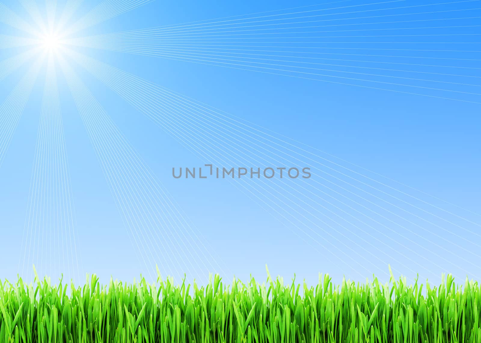Fresh green grass under blue sky