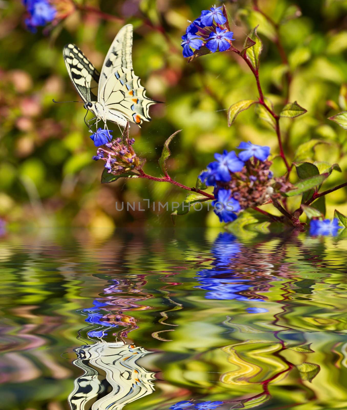 butterfly on a flower by lsantilli