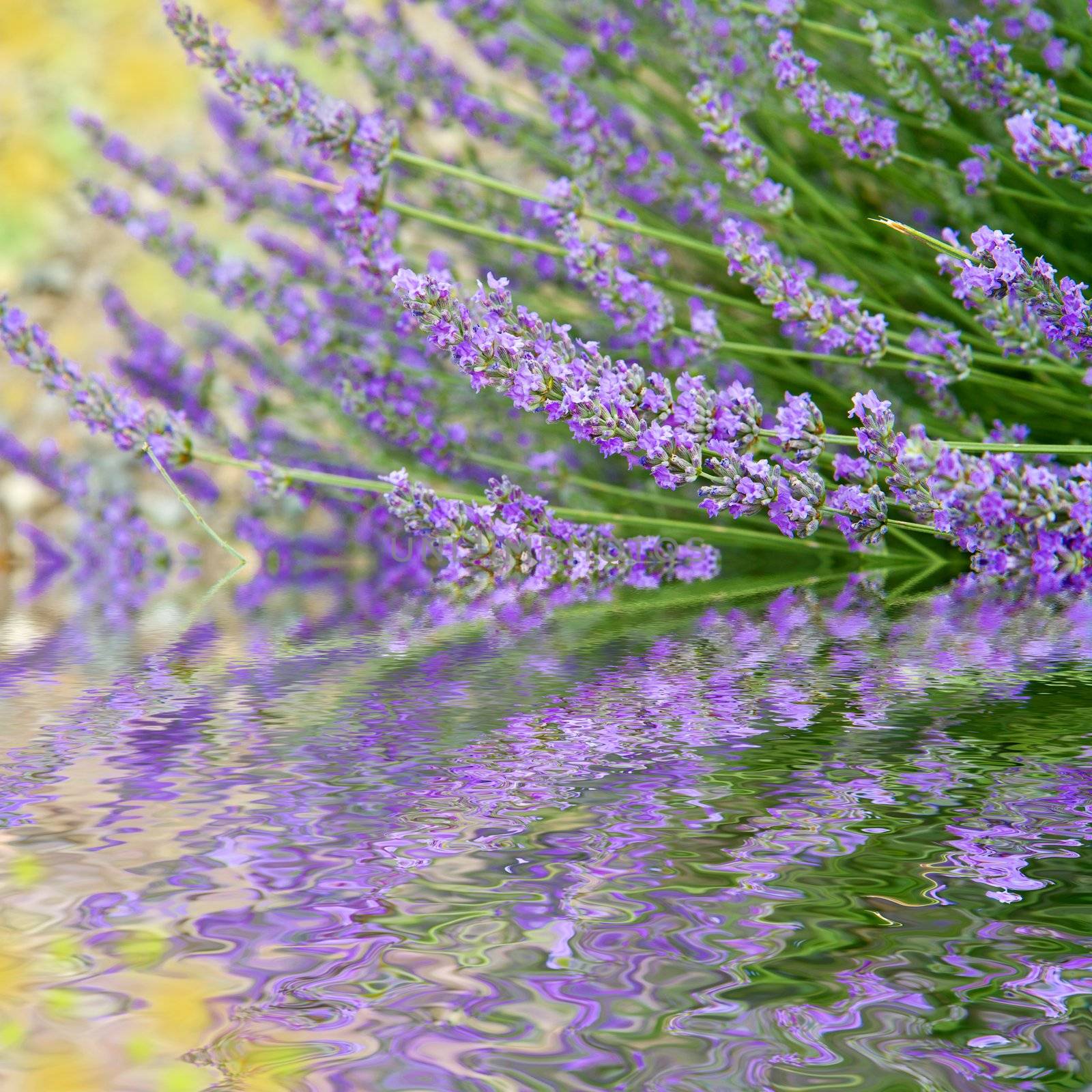 flowers of lavender by lsantilli