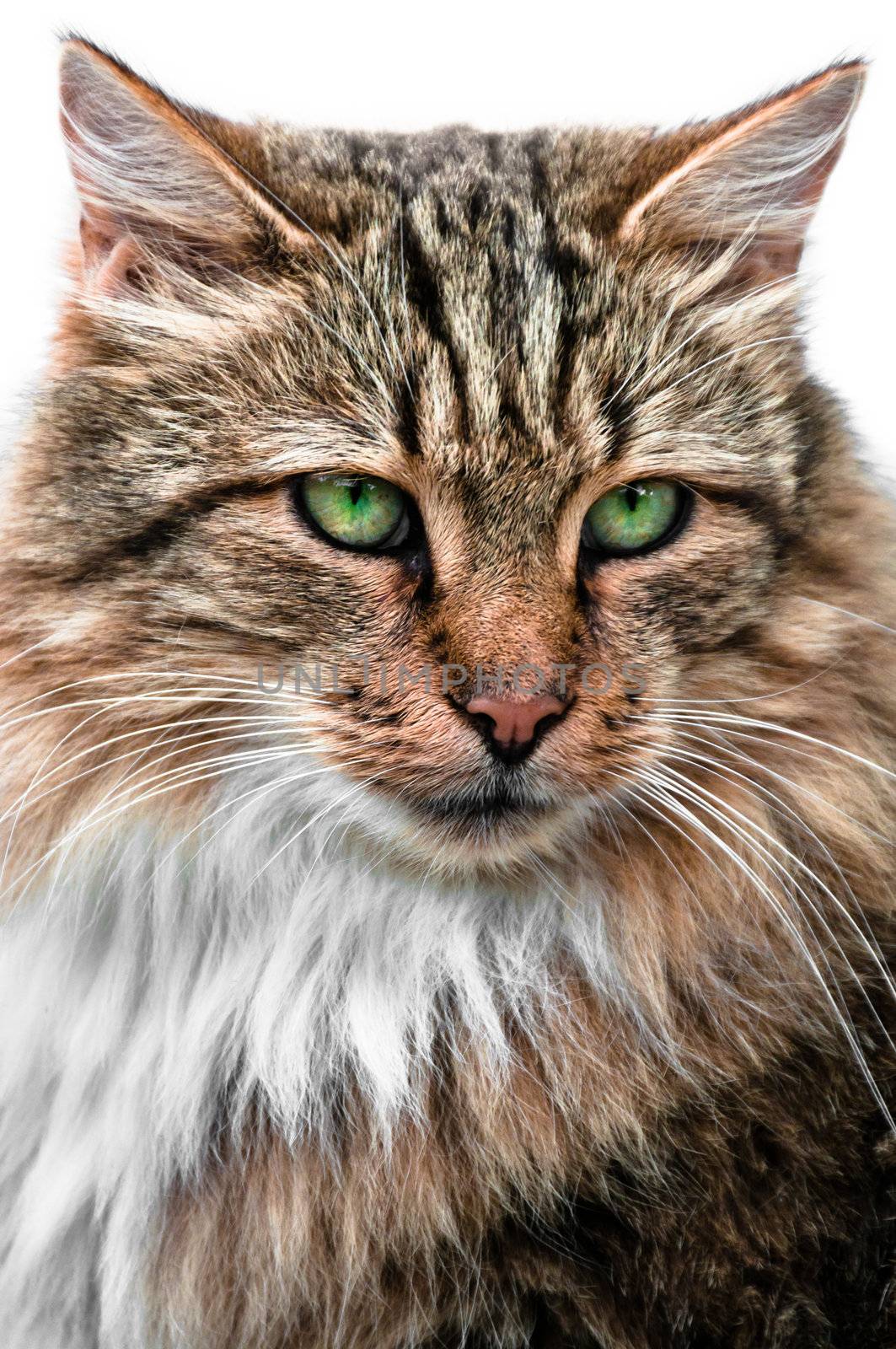 Looking cat with large and green eyes portrait front view