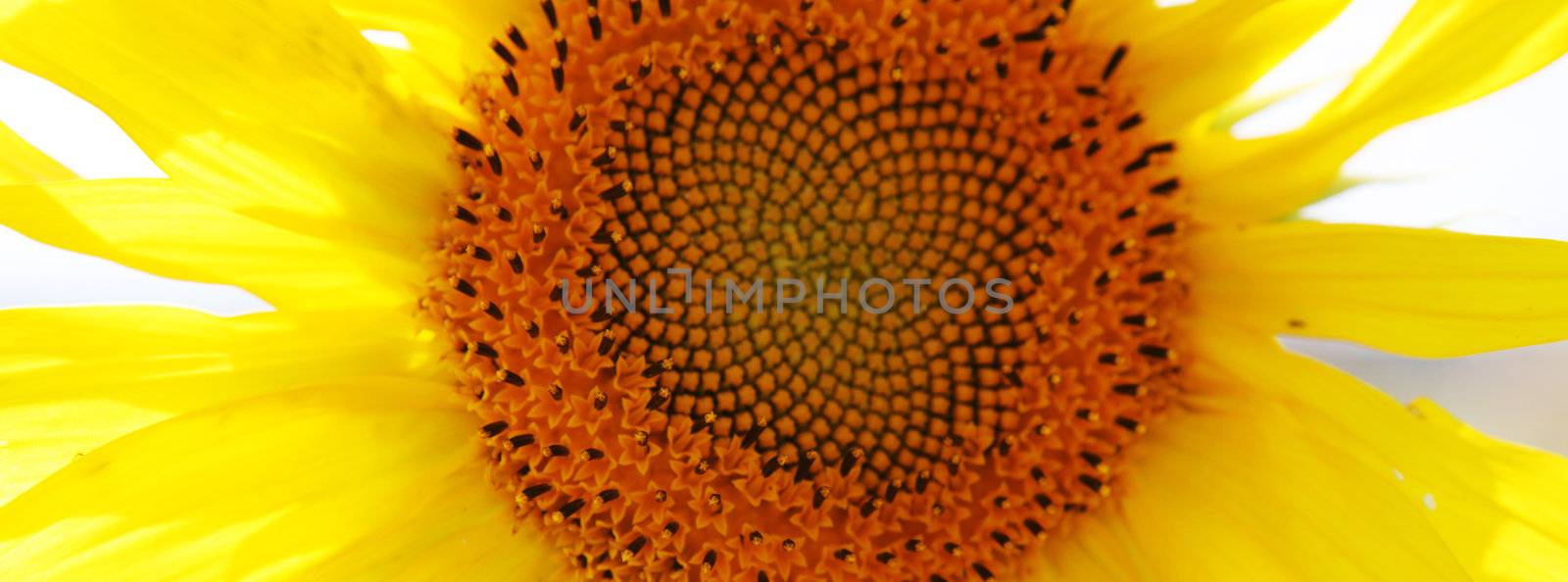sunflower by nenov