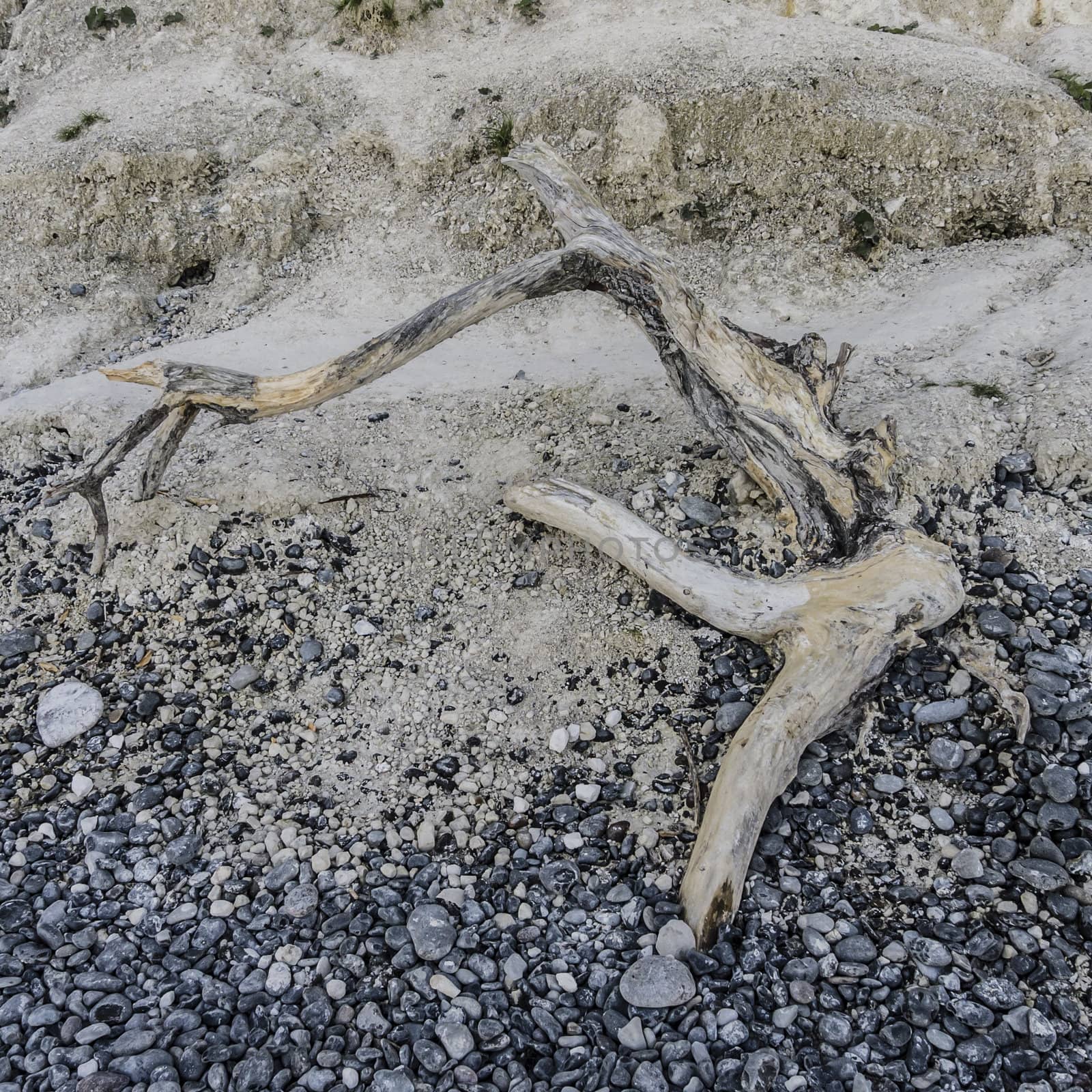 Driftwood on rocky beach