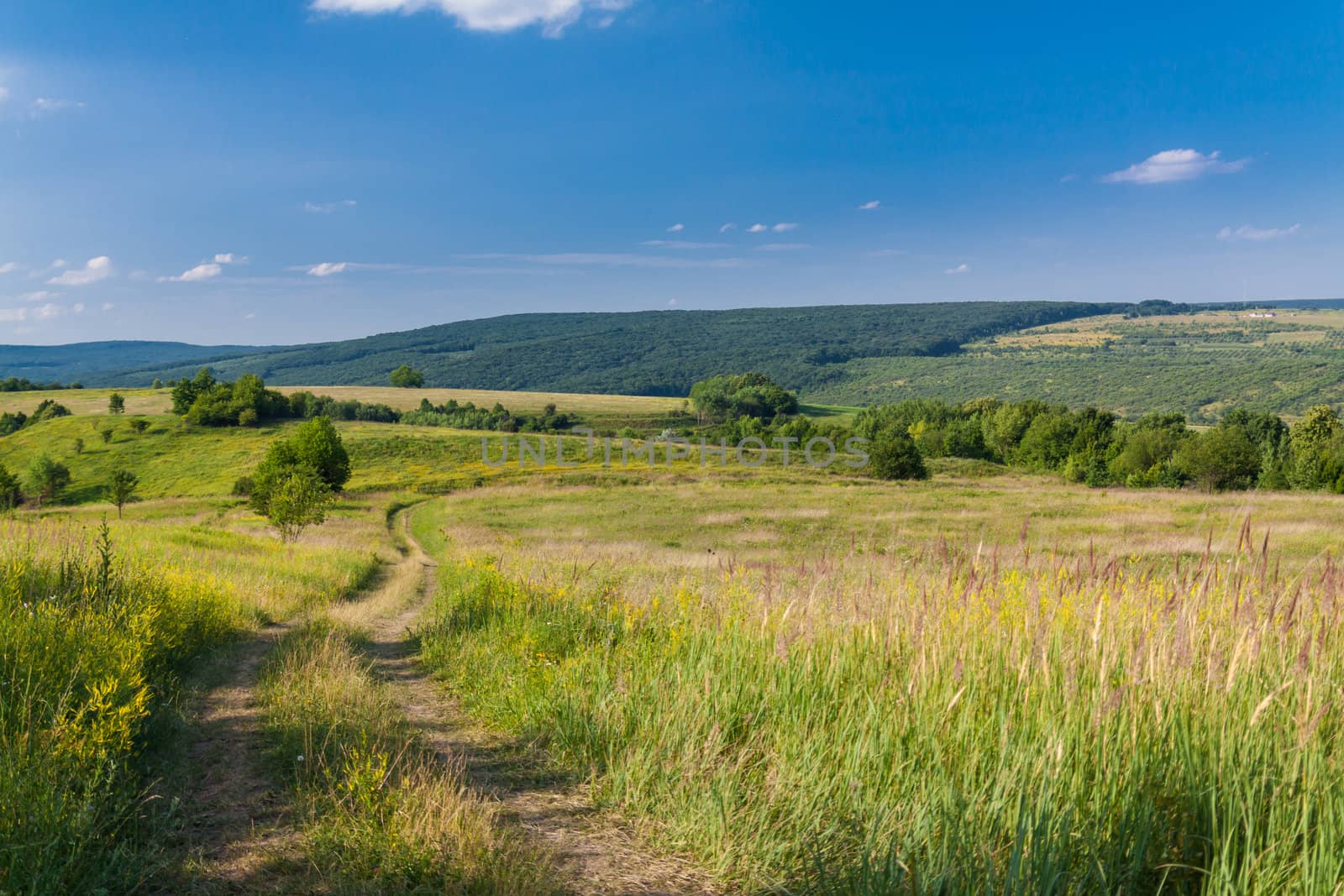 Road in the field by vtorous