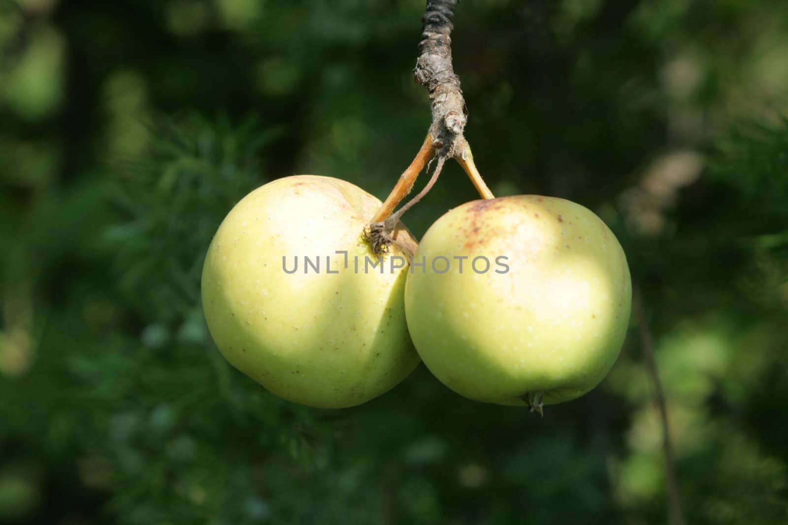 ripe summer apples