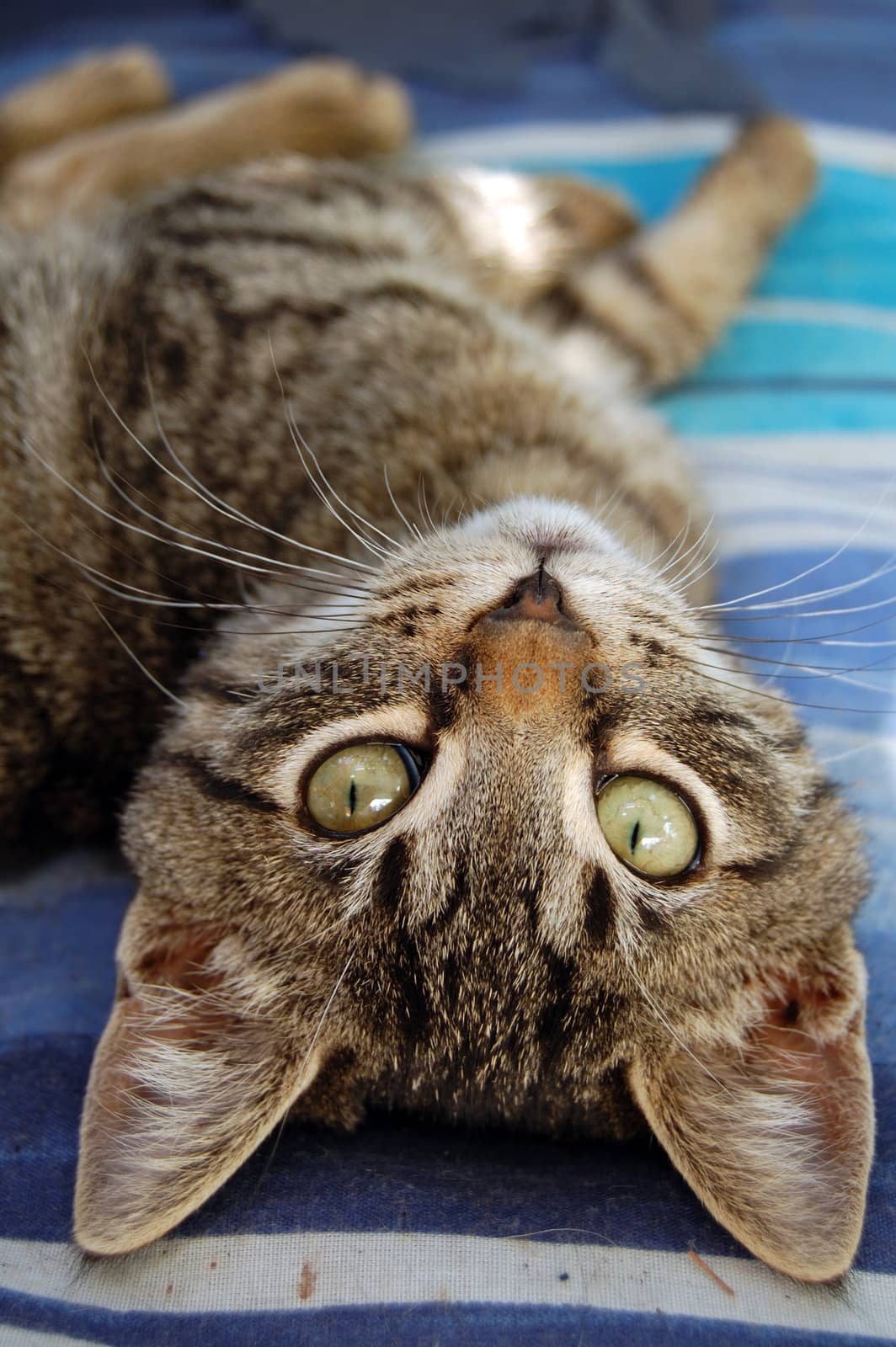 Gray cat with green eyes. Domestic animal portrait.