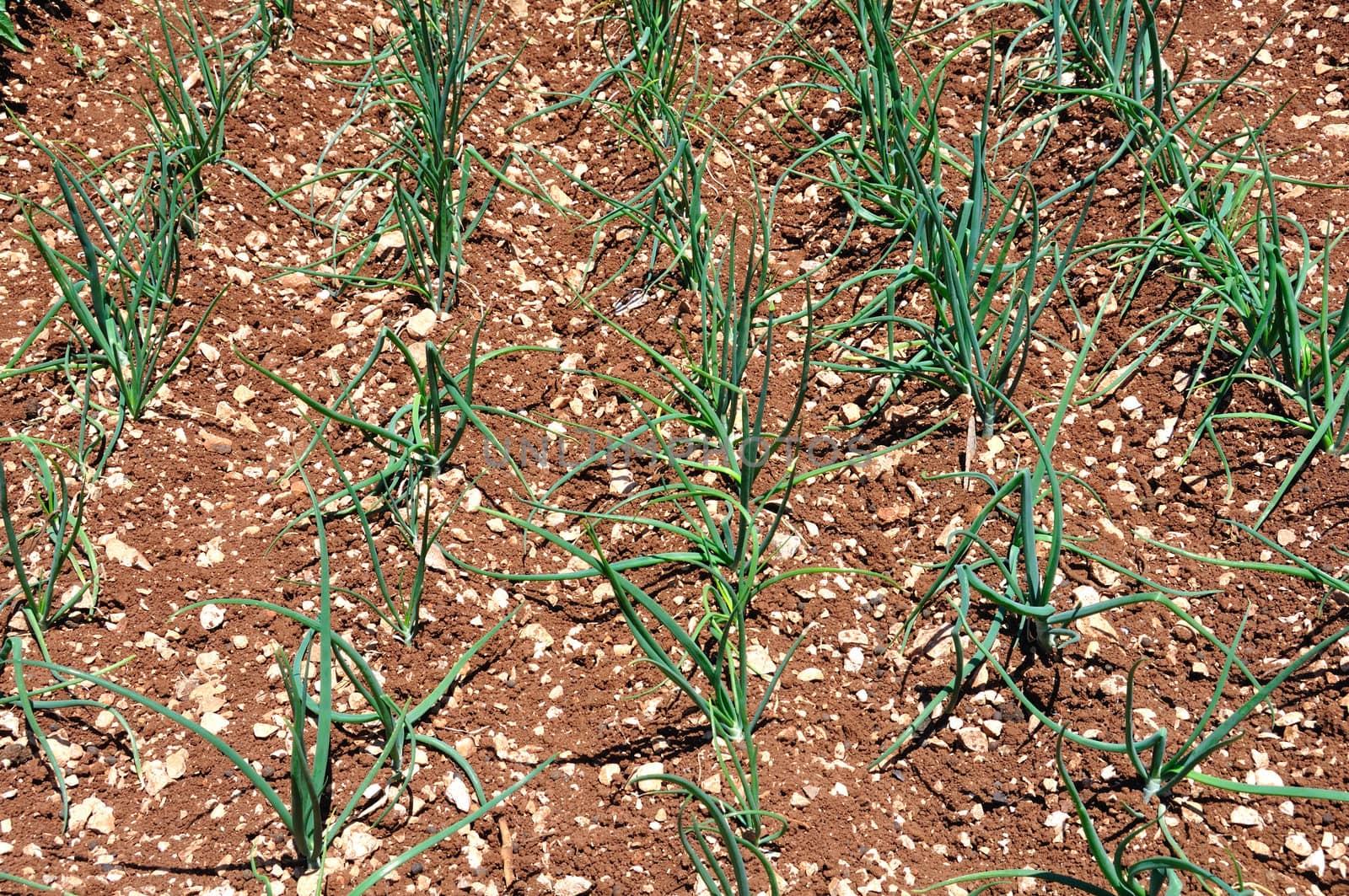 Rows of green onions sprouts planted in a field. 