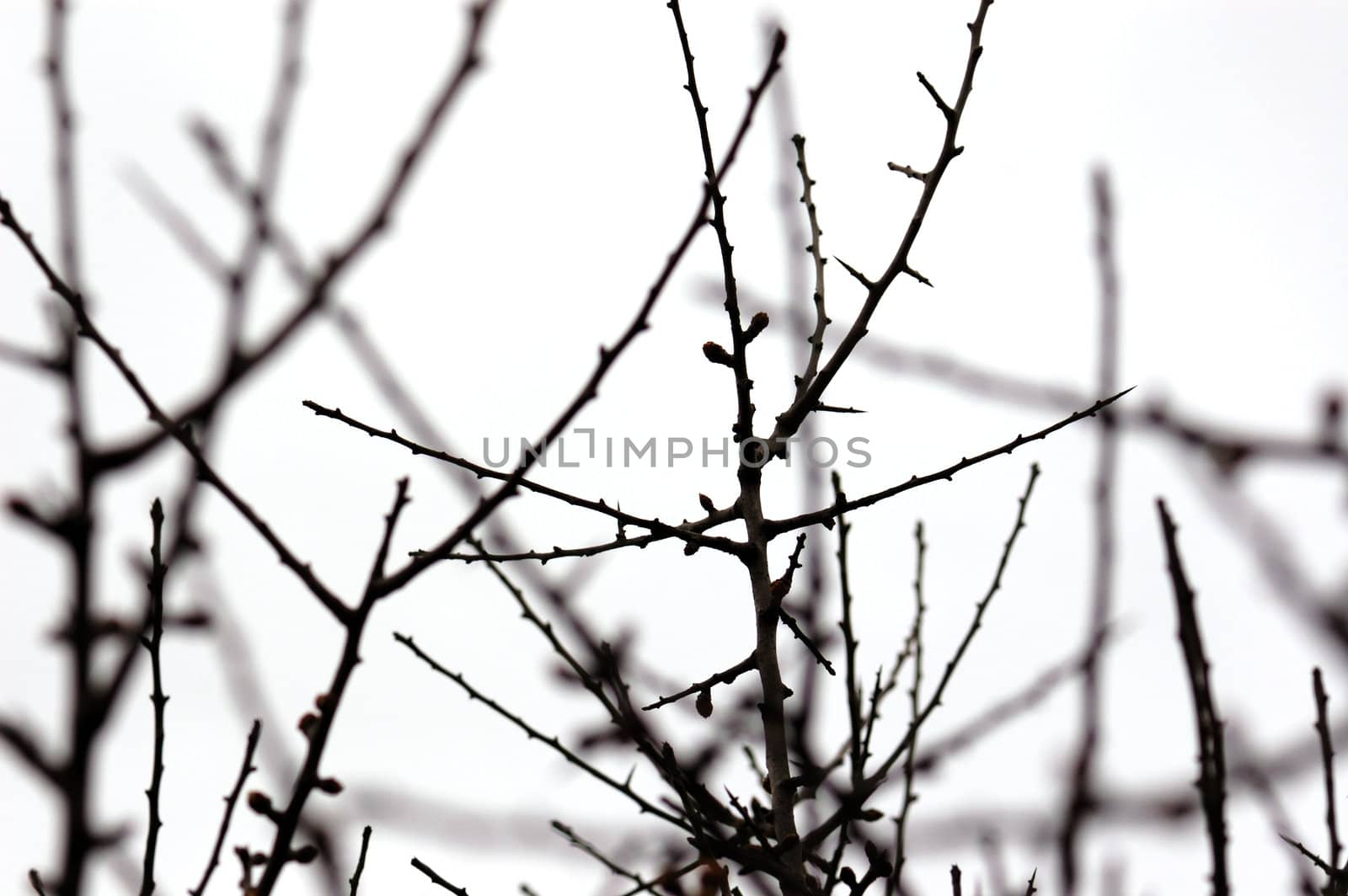 Leafless branches silhouette on white background. Nature abstract.