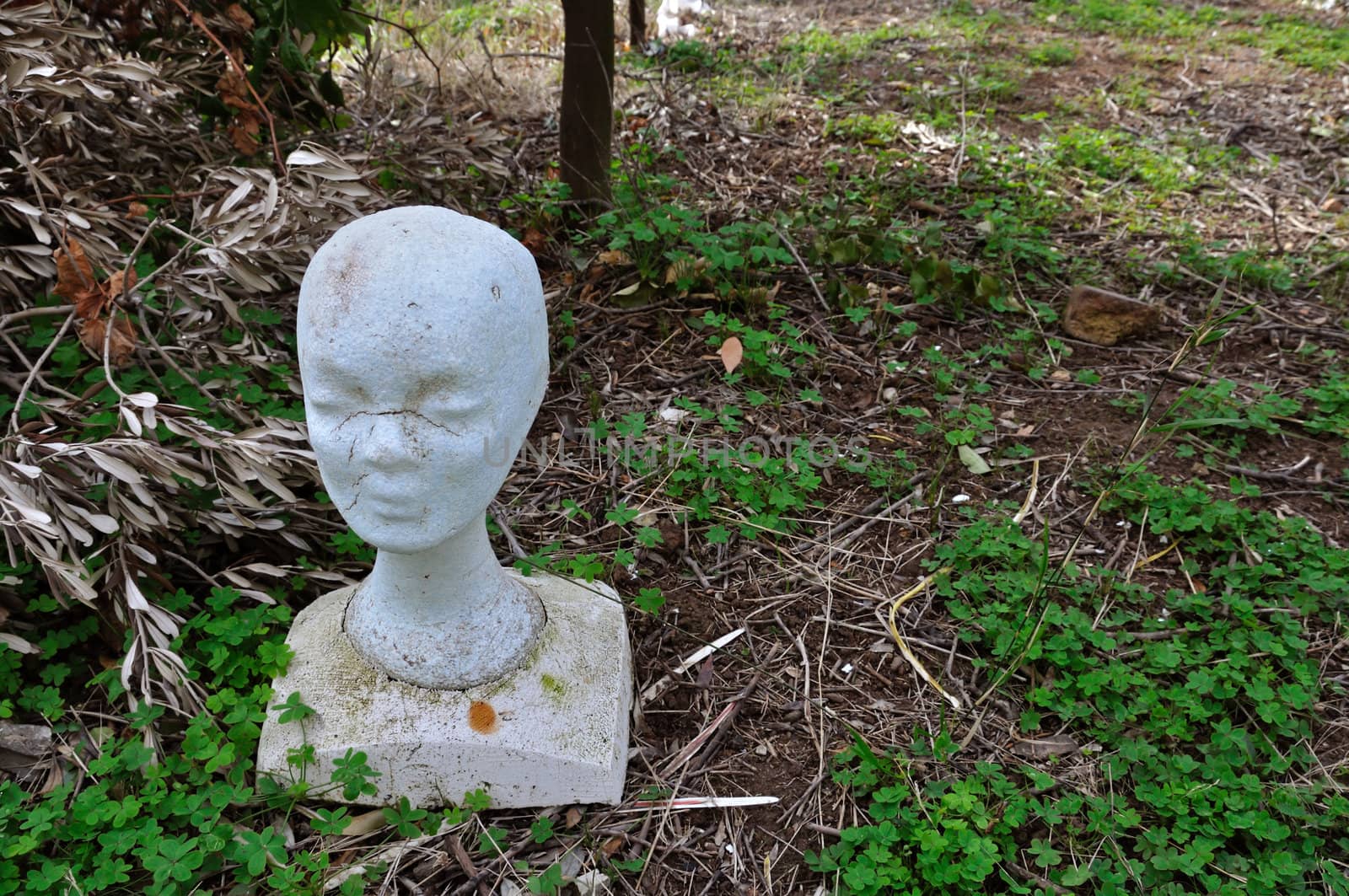 Dirty mannequin styrofoam head in abandoned garden.