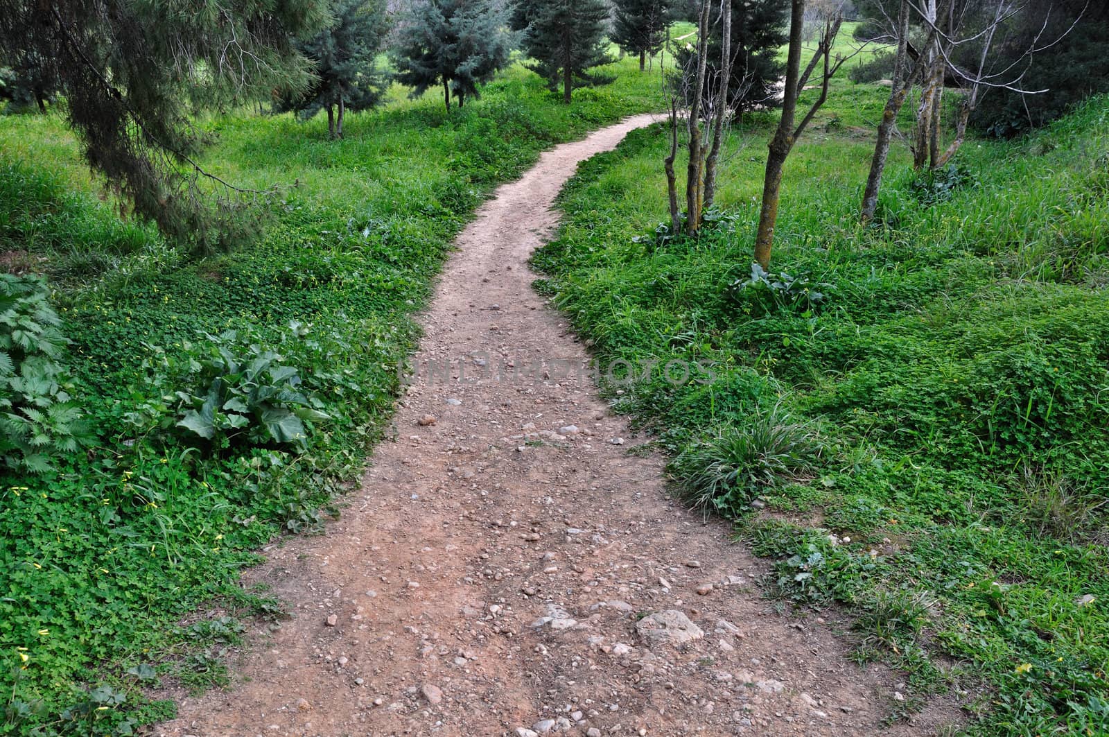 Dirt path through forest. Nature landscape background.