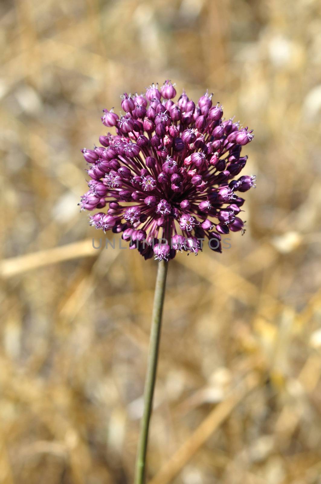 Purple allium flowering plant abstract nature background. Selective focus.