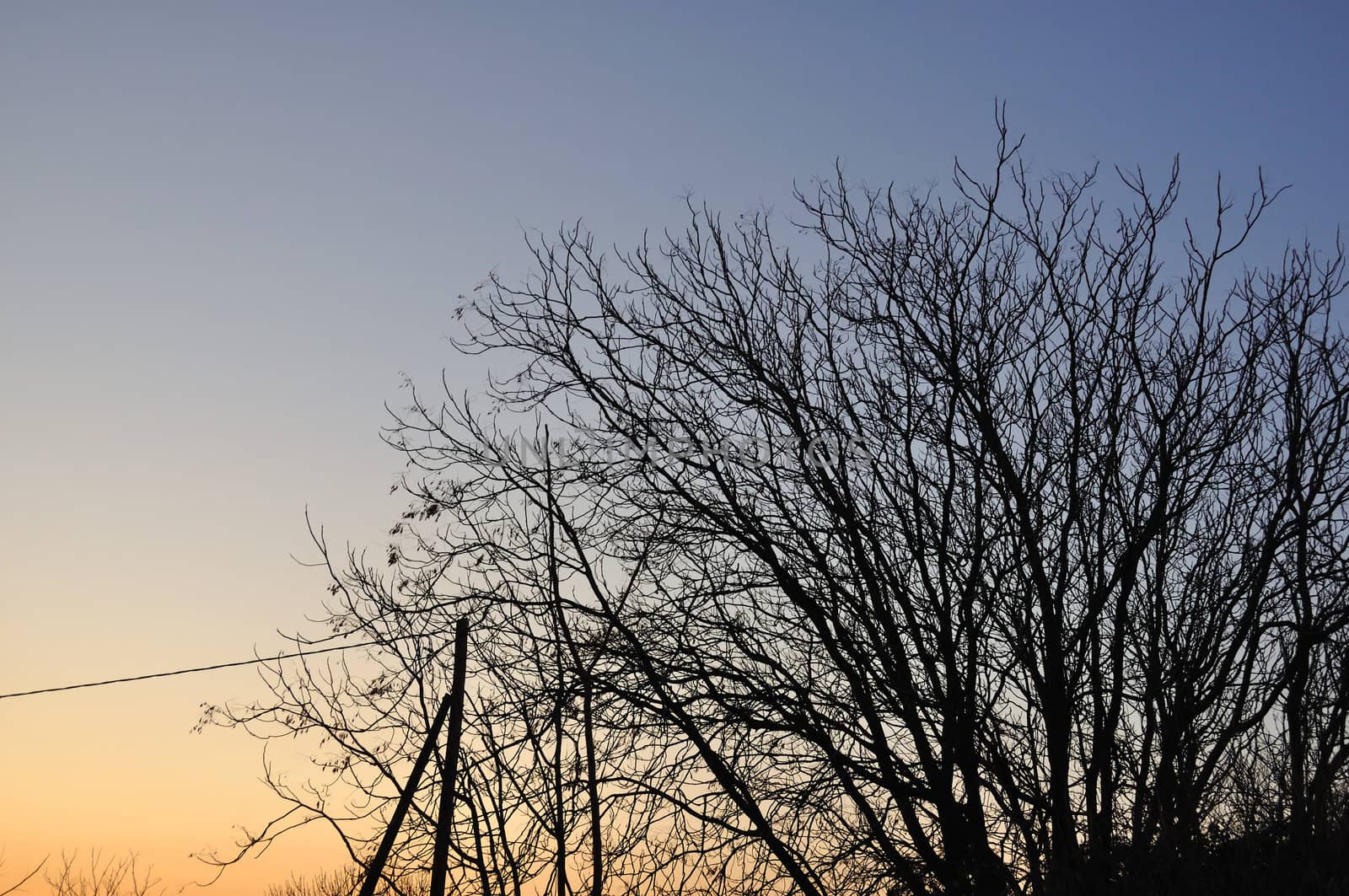 Tree branches silhouette under sunset colored sky. Nature background.