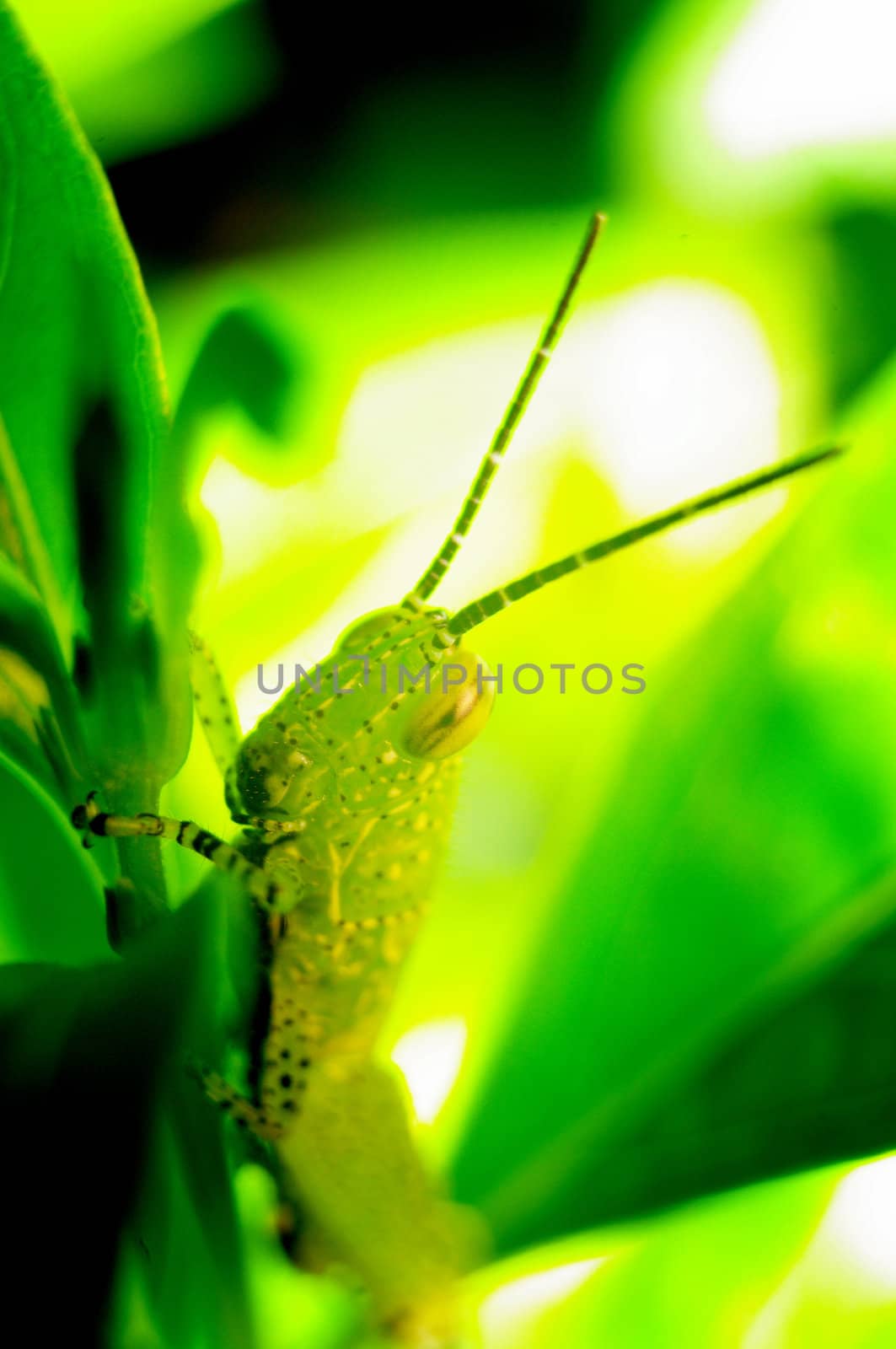 Grasshopper at back the leaf, Close up shot