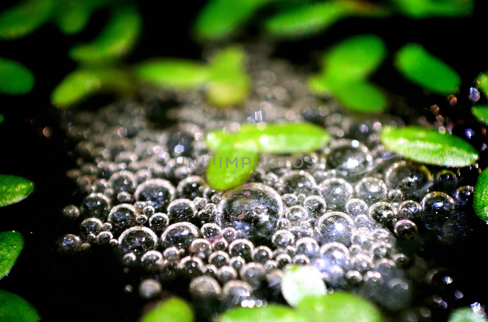 Bubbles on water surface