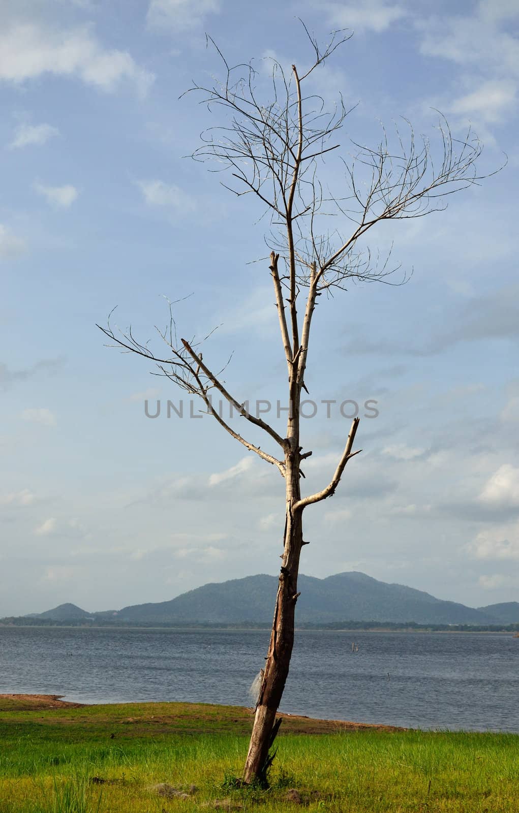 Dried tree with lake background