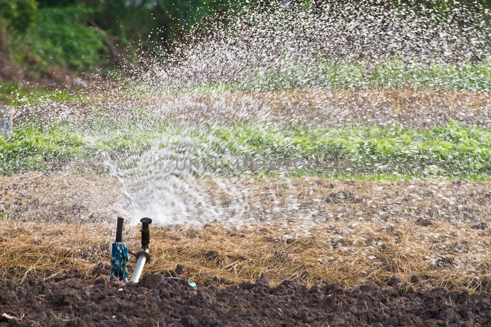 Sprinker watering the garden in thailand