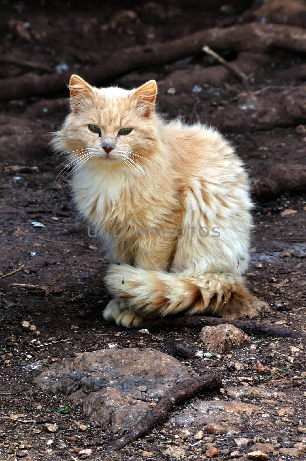 Stray cat in the woods. Domestic animal portrait.