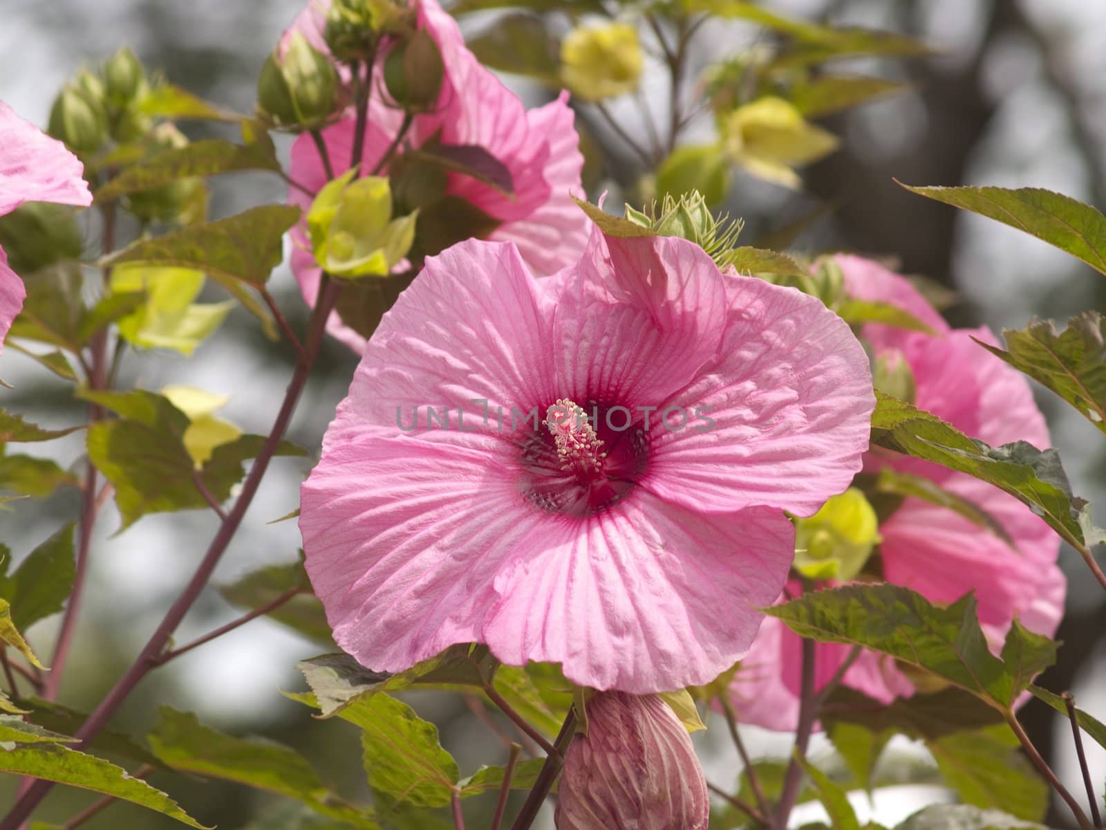 Pink Hibiscus by devincarter