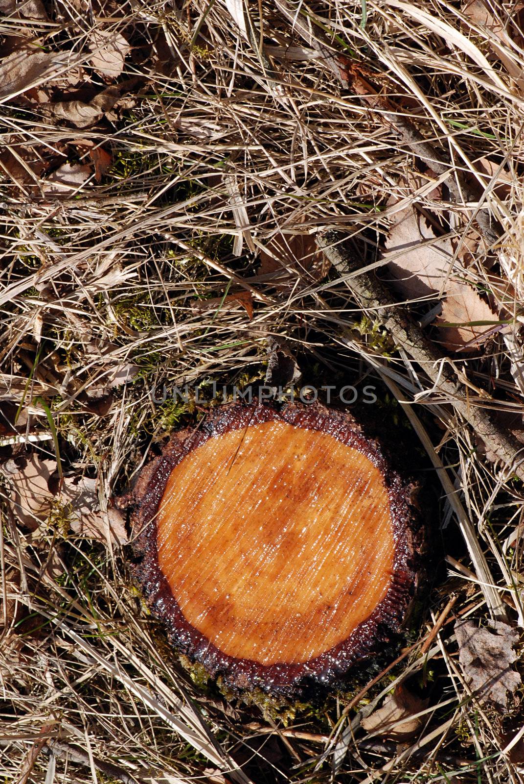 Stump of a freshly chopped tree is covered by pitch