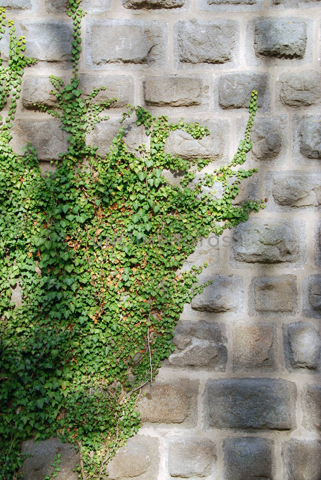 Old stone castle wall and green ivy 