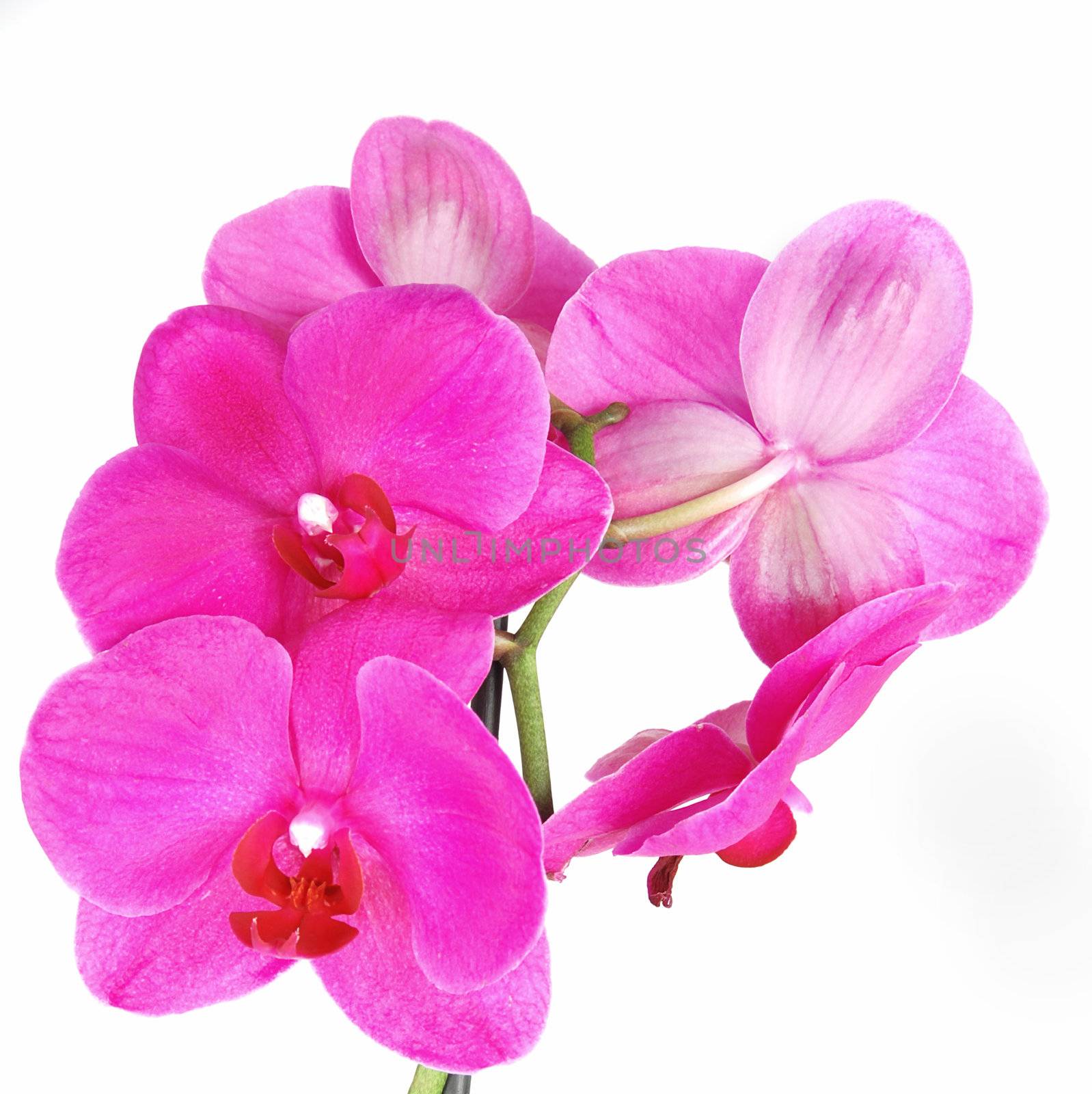 Beautiful blooming pink orchid (Phalaenopsis) isolated 
