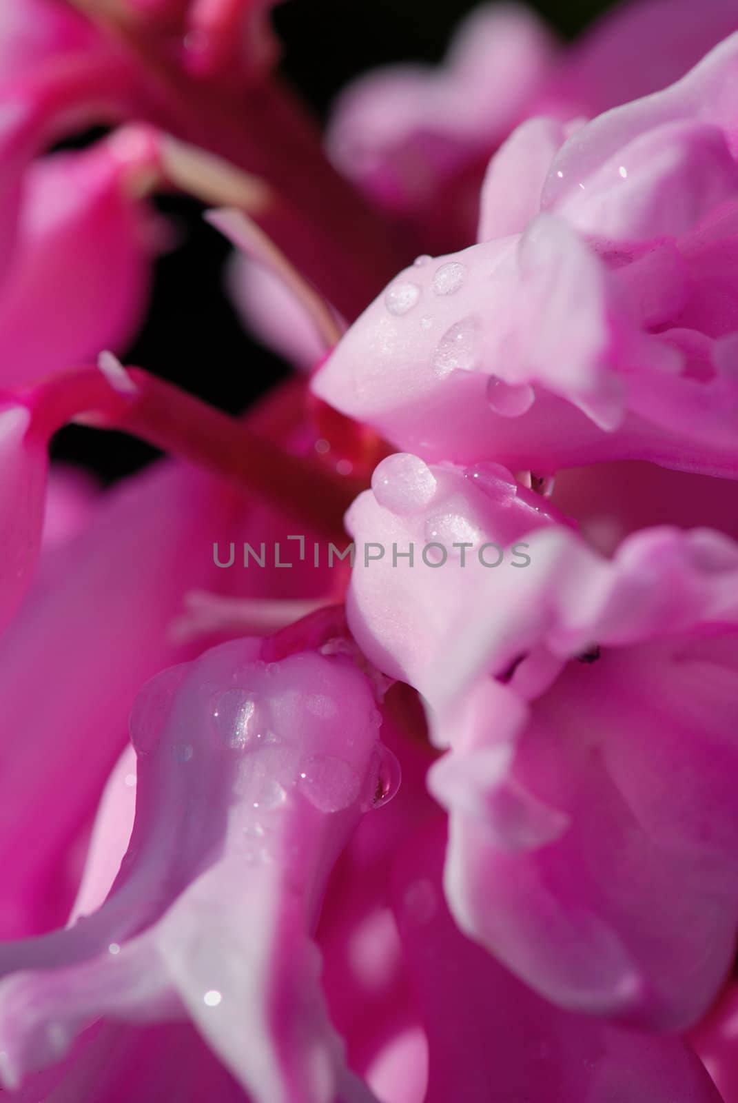 Macro of a pink hyacinth flower with small drops of dew