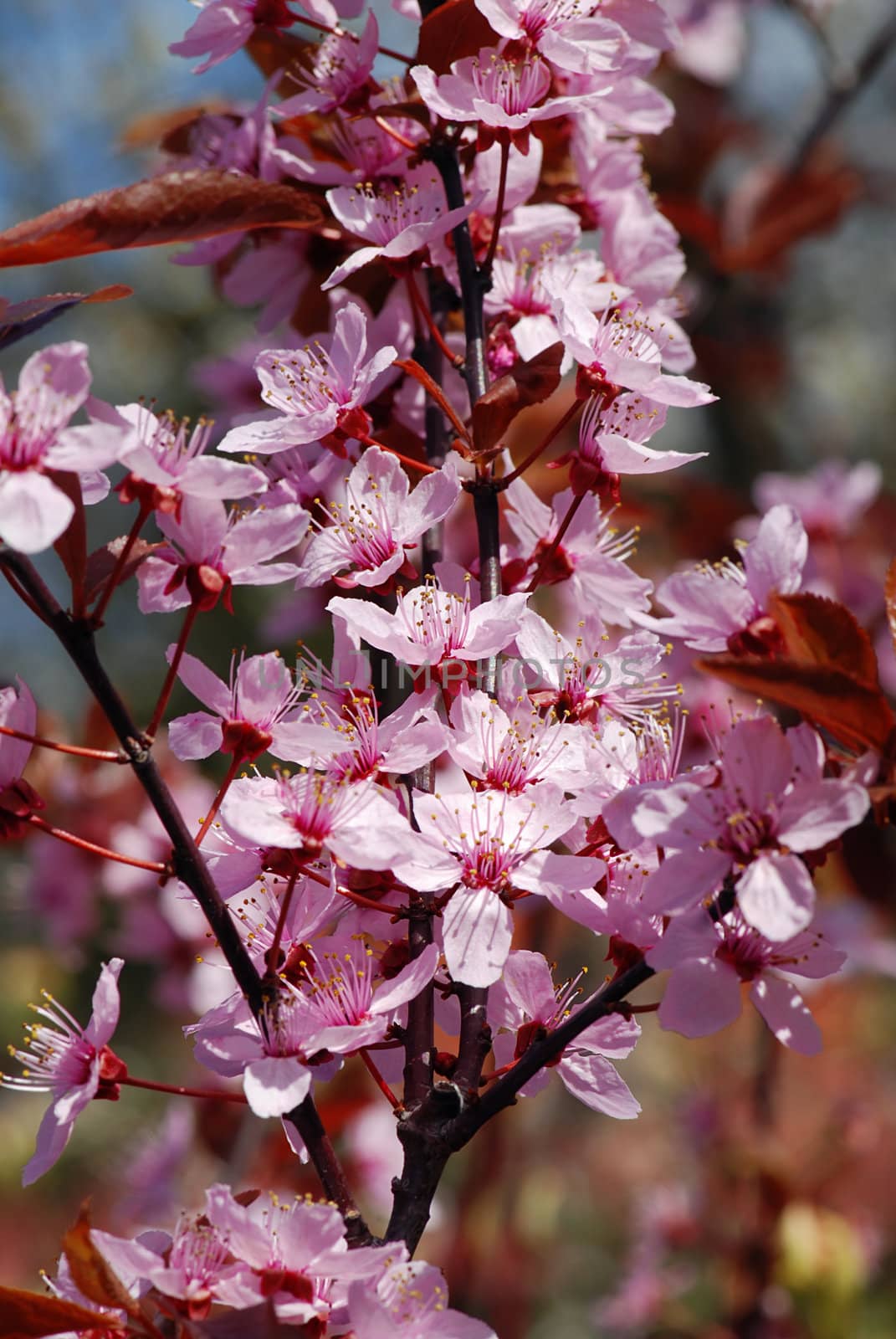 Beautiful spring background of a pink blooming cherry