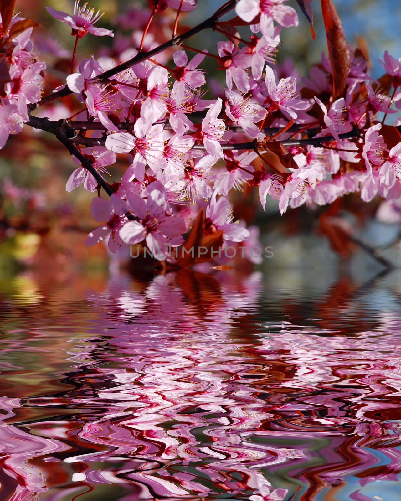 Beautiful spring background of a pink blooming cherry reflecting in the water