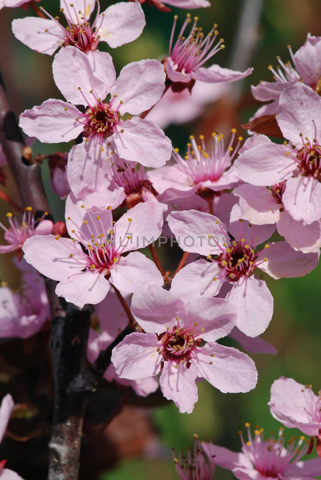 Spring bloom of a wild apple tree with a blurred background