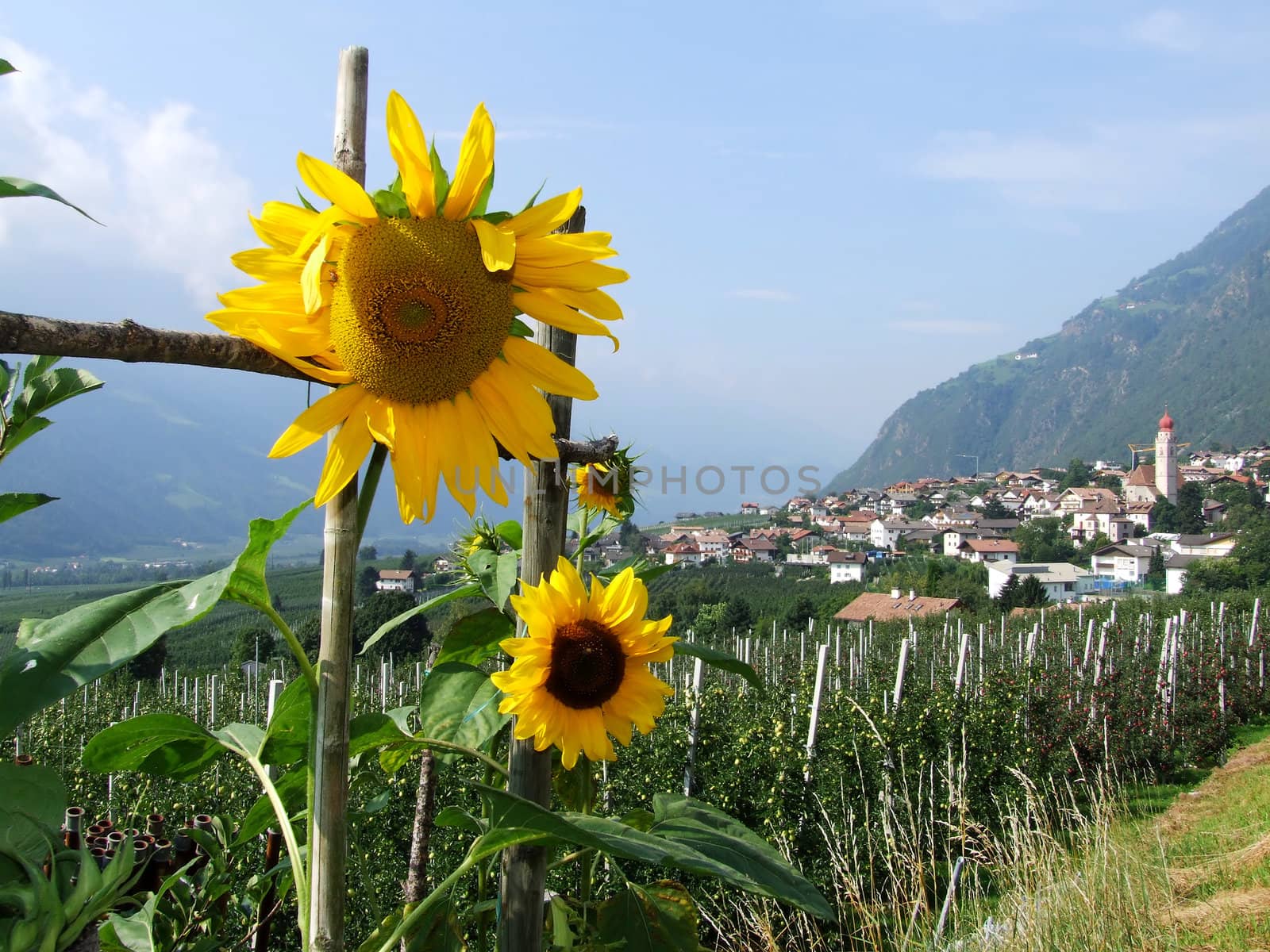 Sonnenblume im Vinschgau bei Partschins
