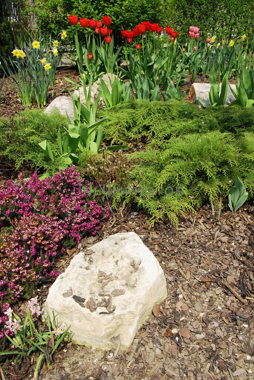 Beautiful spring garden with red tulips and daffodils