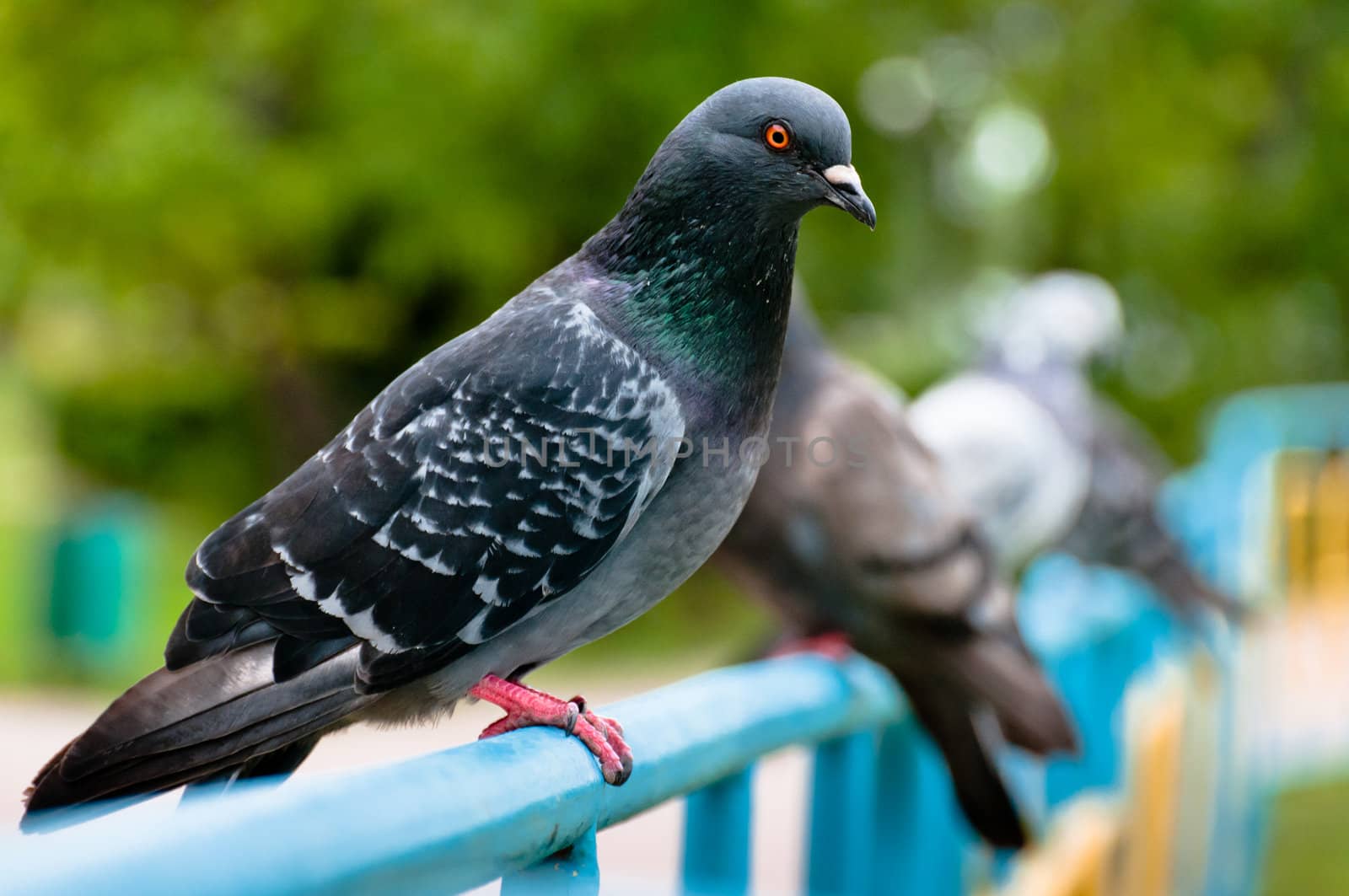 Pigeon sitting on support in park with blurry background