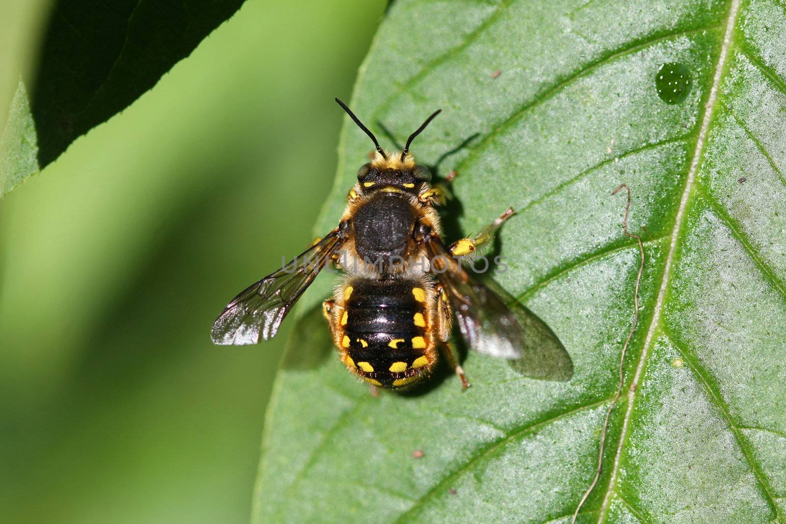 Wool-carder Bee warming in morning sun late summer