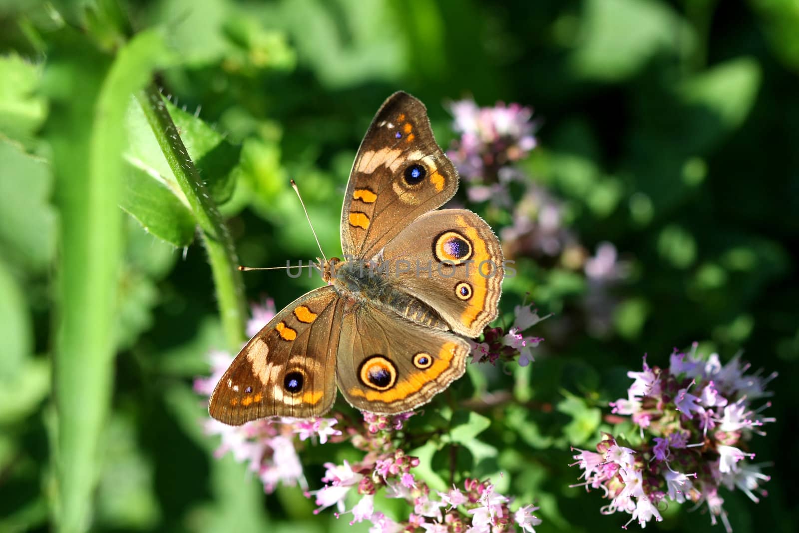 Buckeye Butterfly Junonia coenia warming in morning sun