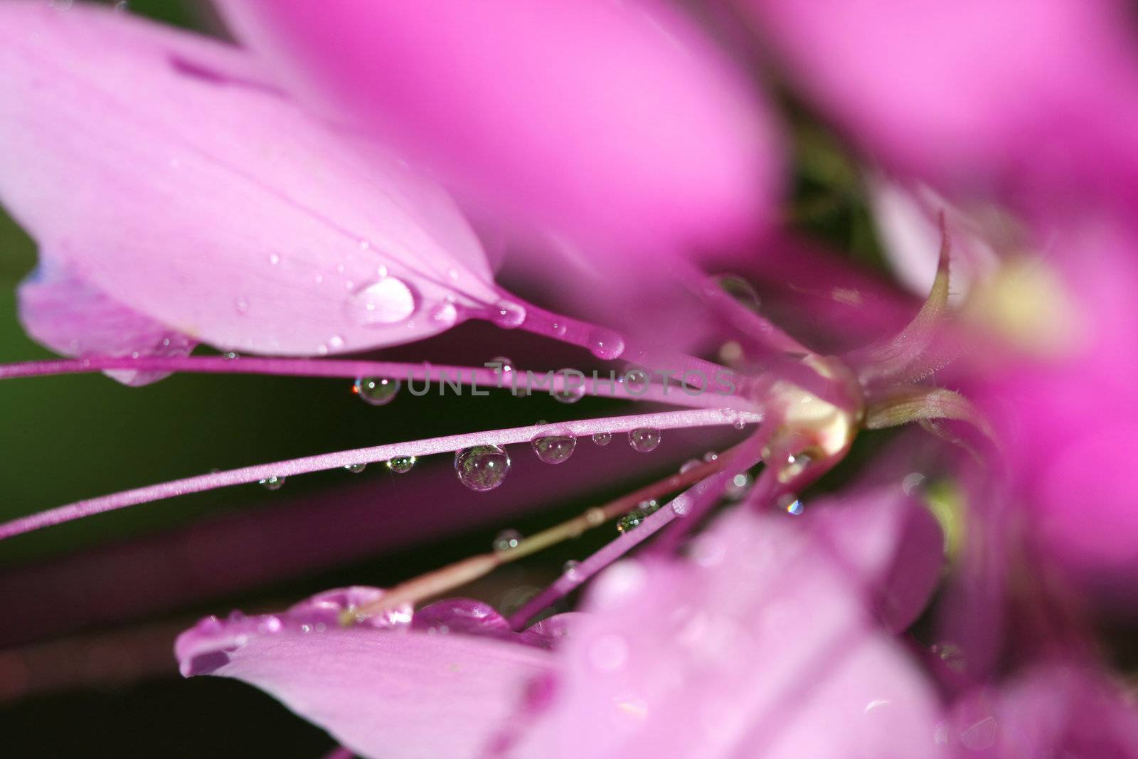 Cleome or Spider Flower in sun after morning rain