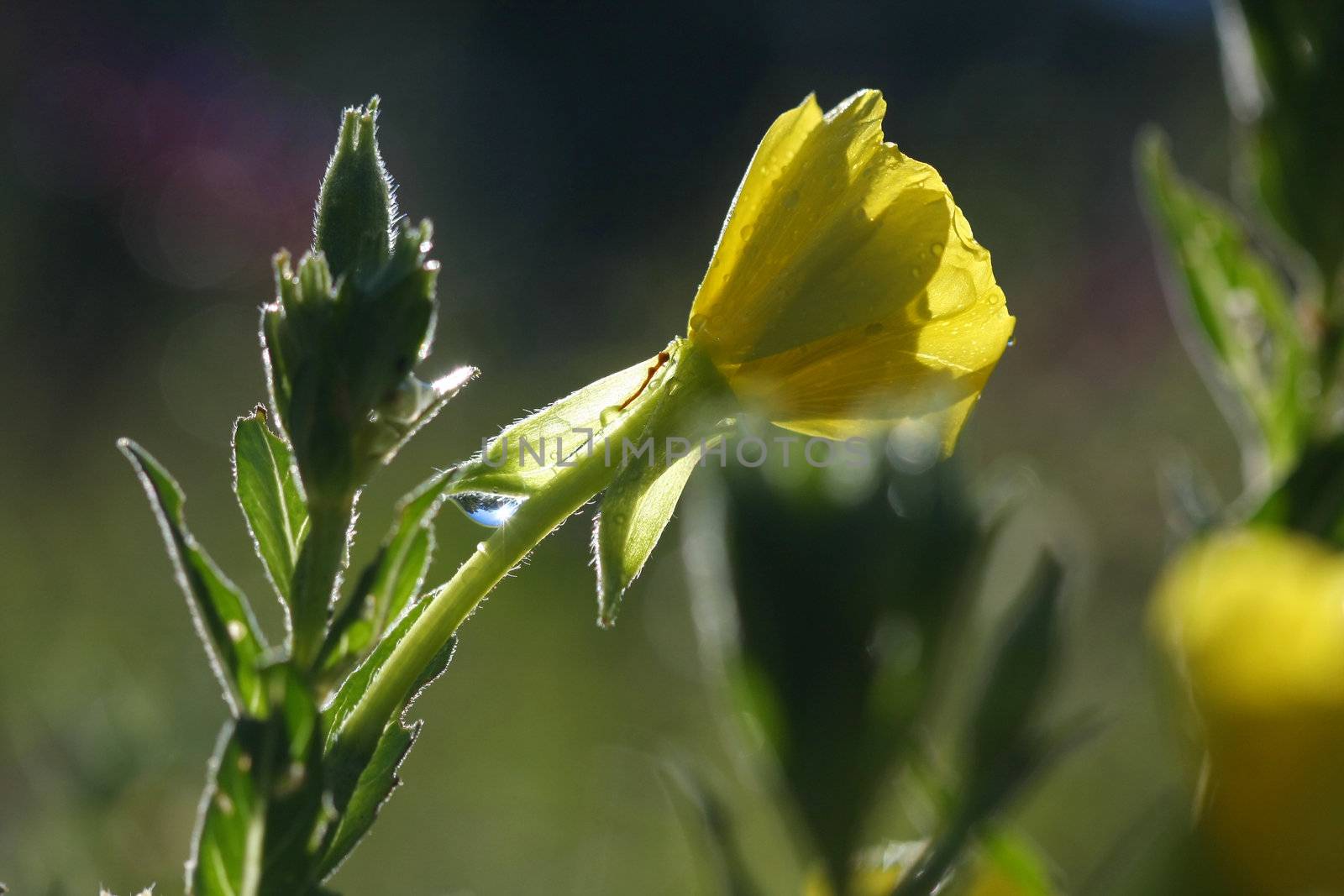 Evening Primrose flower Onagraceae biennis in early morning sun