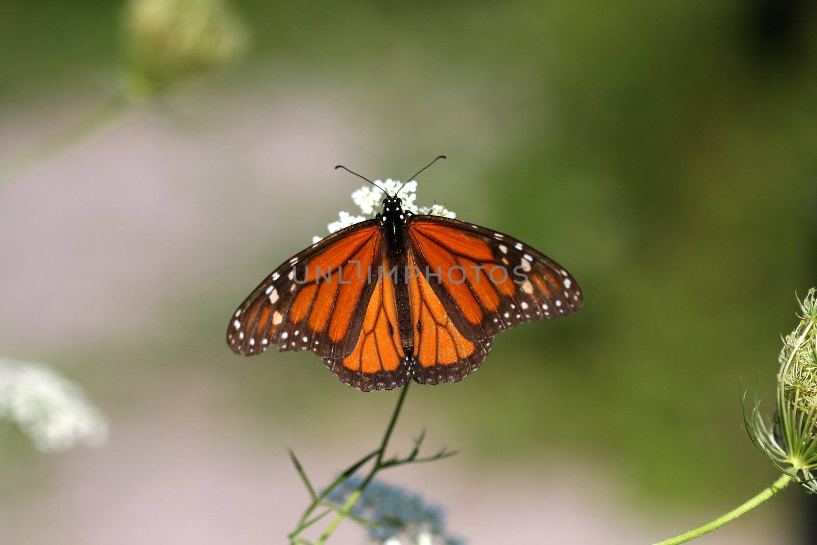 Monarch Butterfly Danaus plexippus early morning late summer