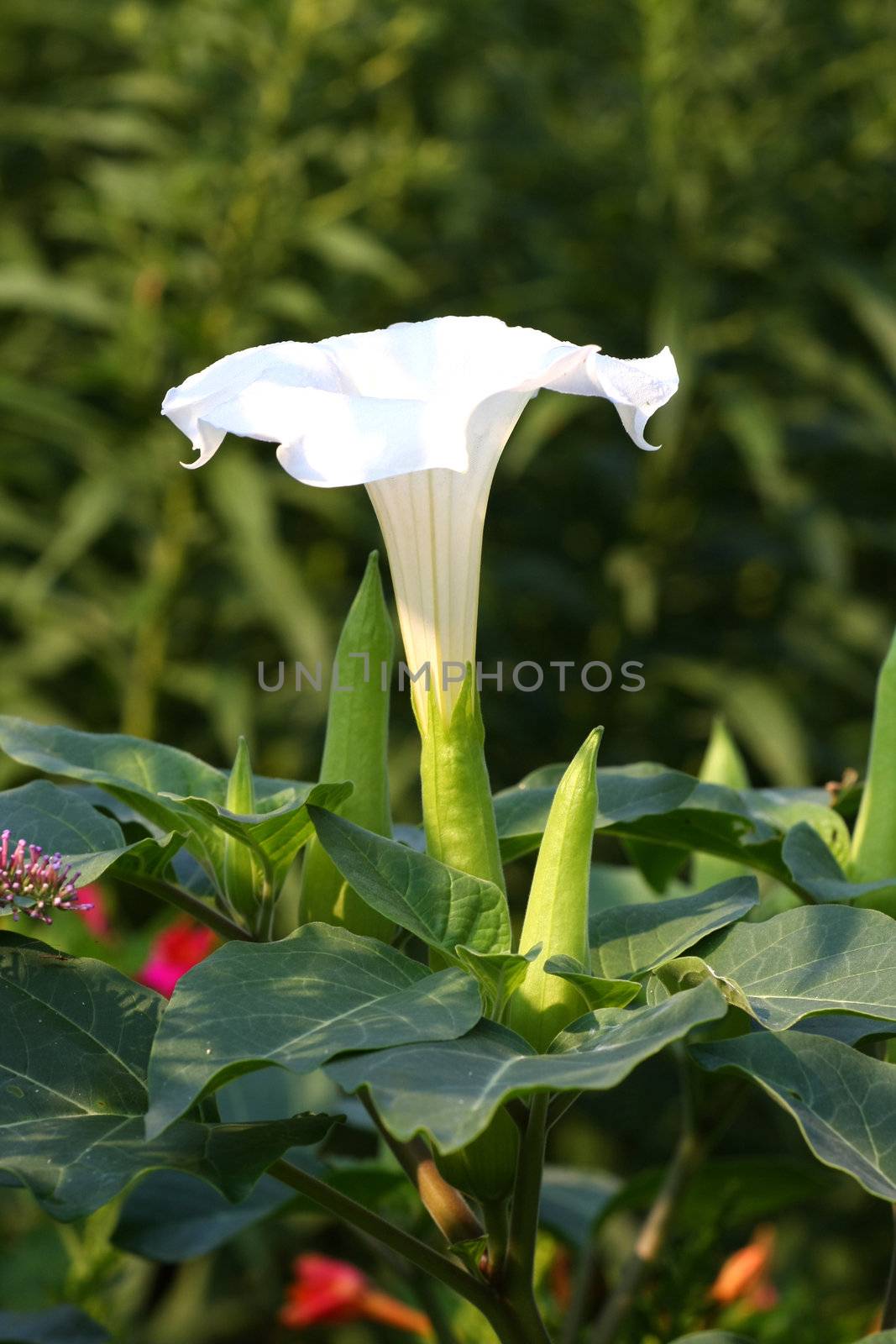 White Trumpet flower in morning sun late summer