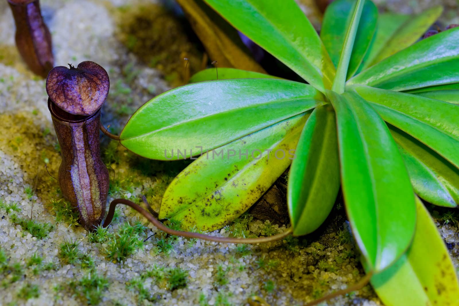 Carnivorous plant Nepenthes family, with beautifully educated pitcher.