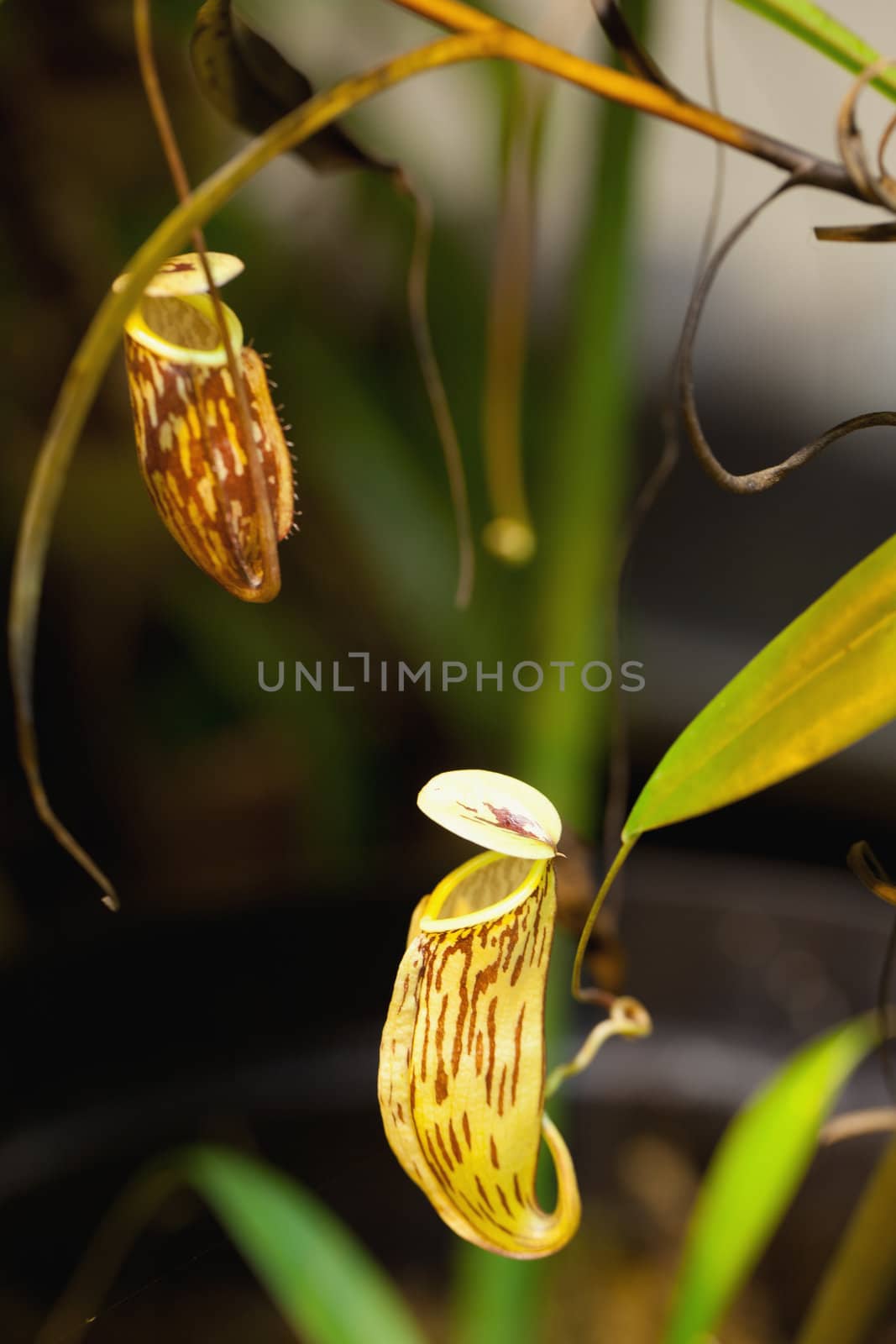 Carnivorous plant Nepenthes family, with beautifully educated pitcher.