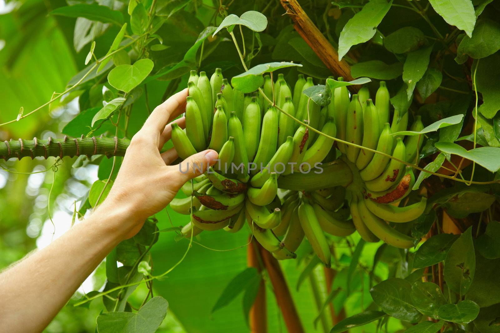 Inedible small wild bananas in the rainforest by pzaxe