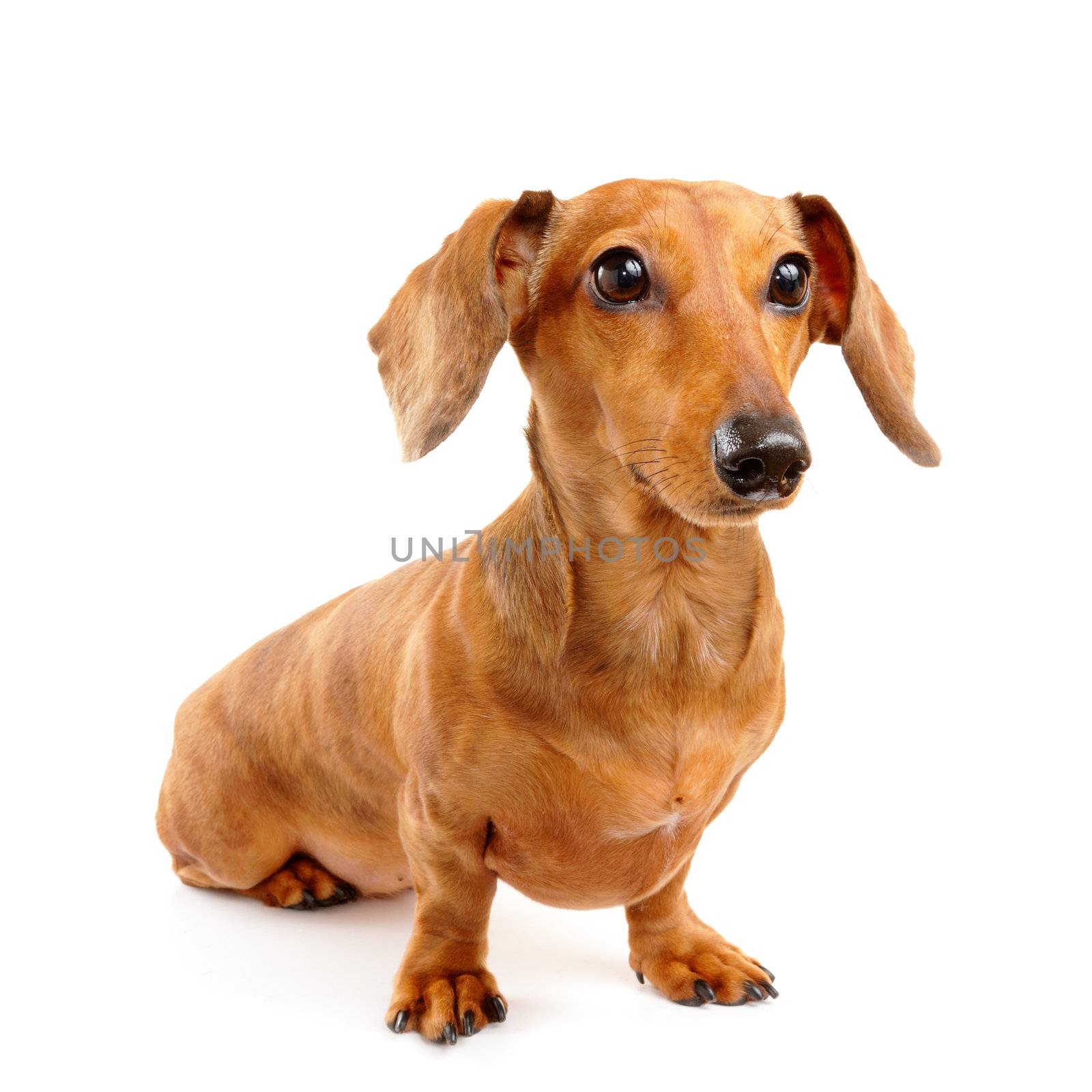 brown short hair dachshund dog by leungchopan