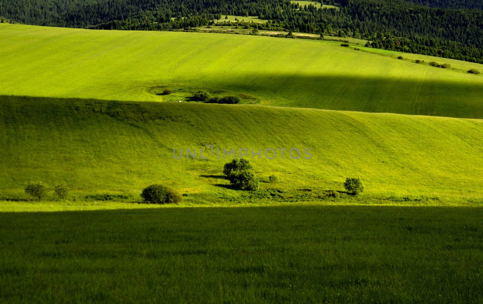 green meadow by Ahojdoma