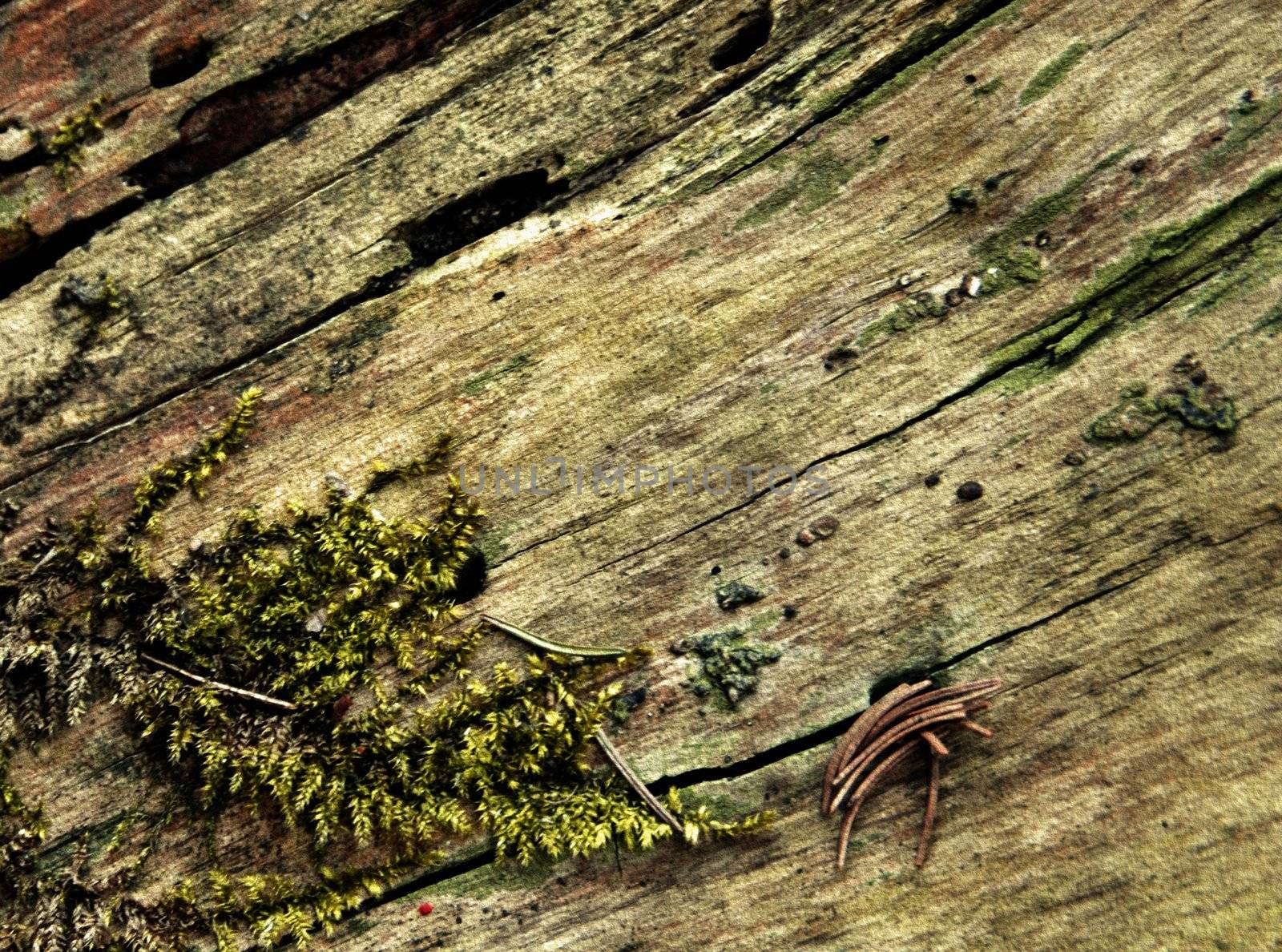 forest moss on wood
