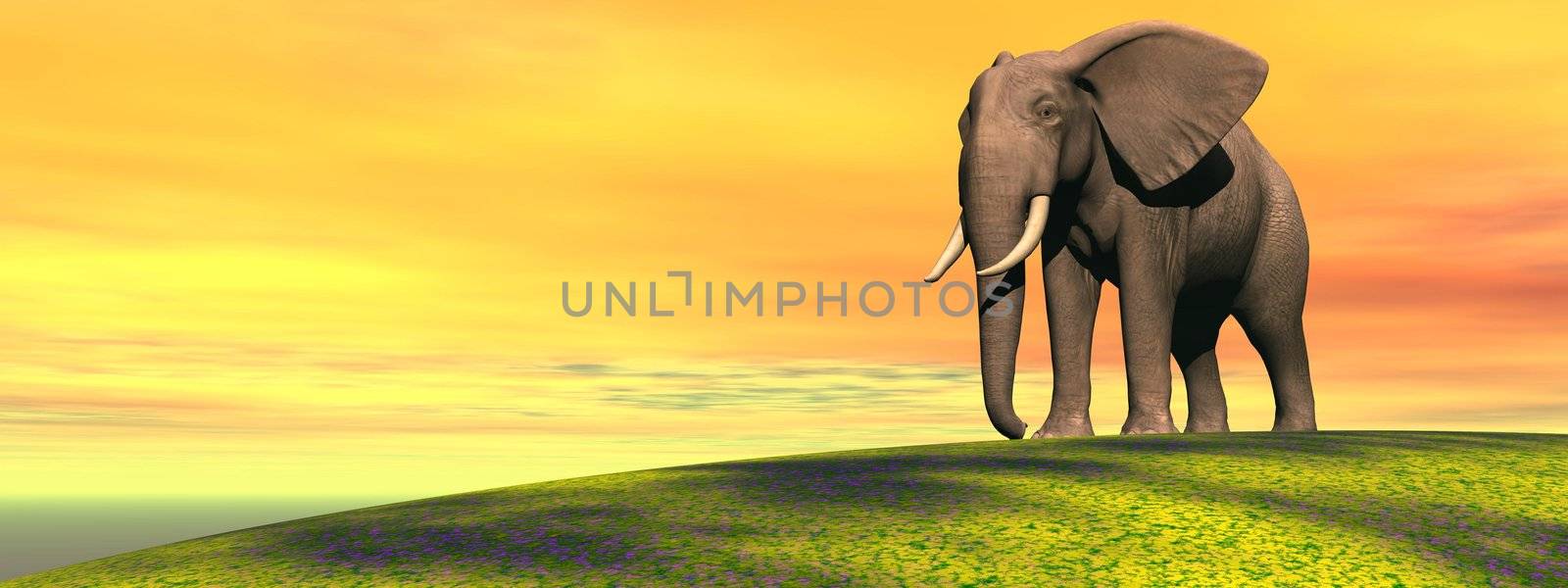 elephant and sky yellow and orange