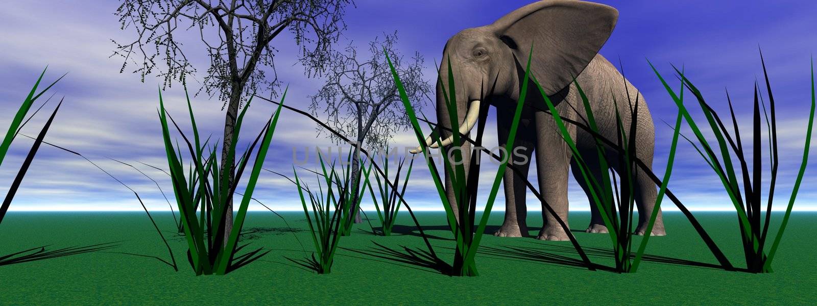 elephant and grass and trees