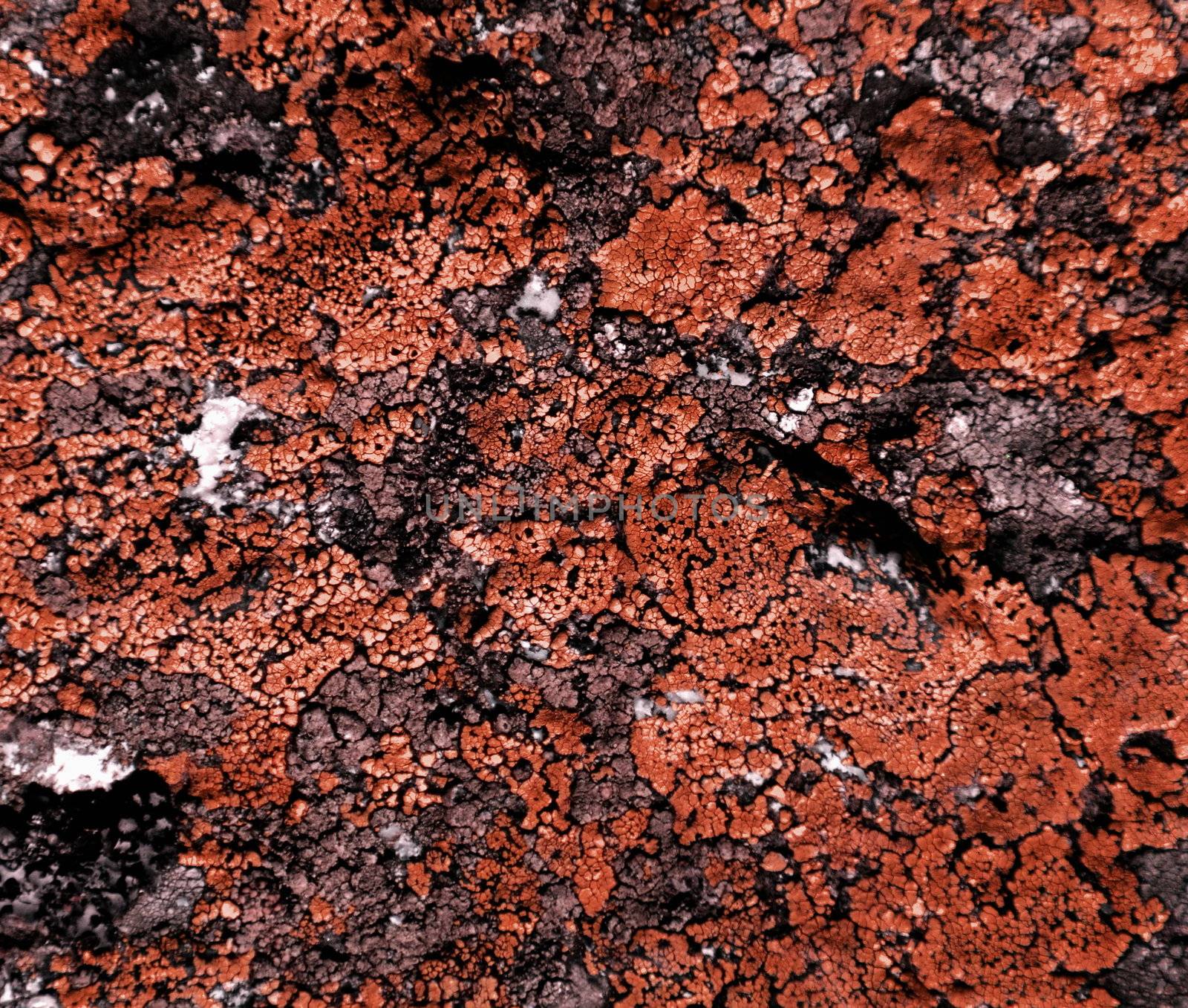 orange moss texture
