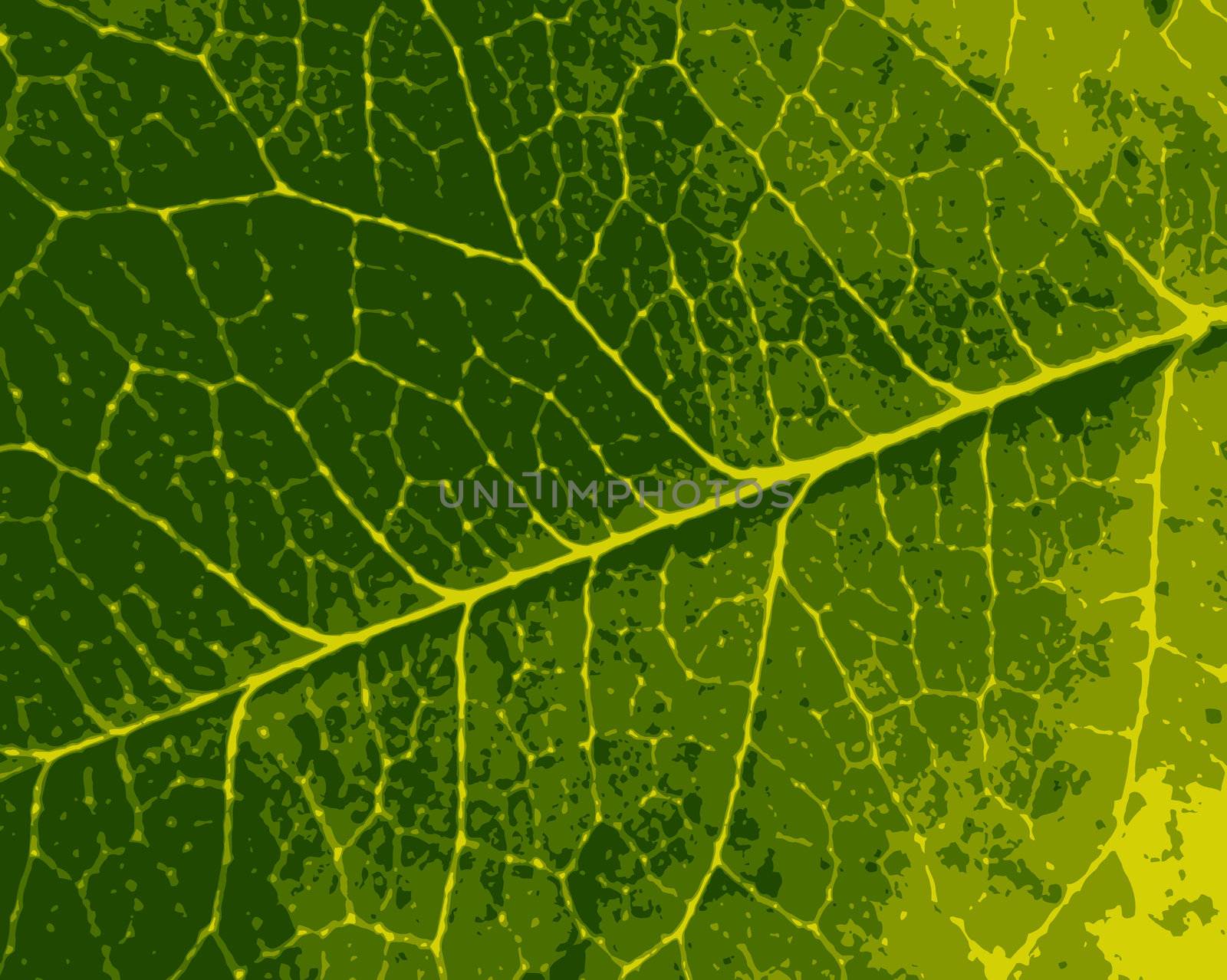 texture leaf tree