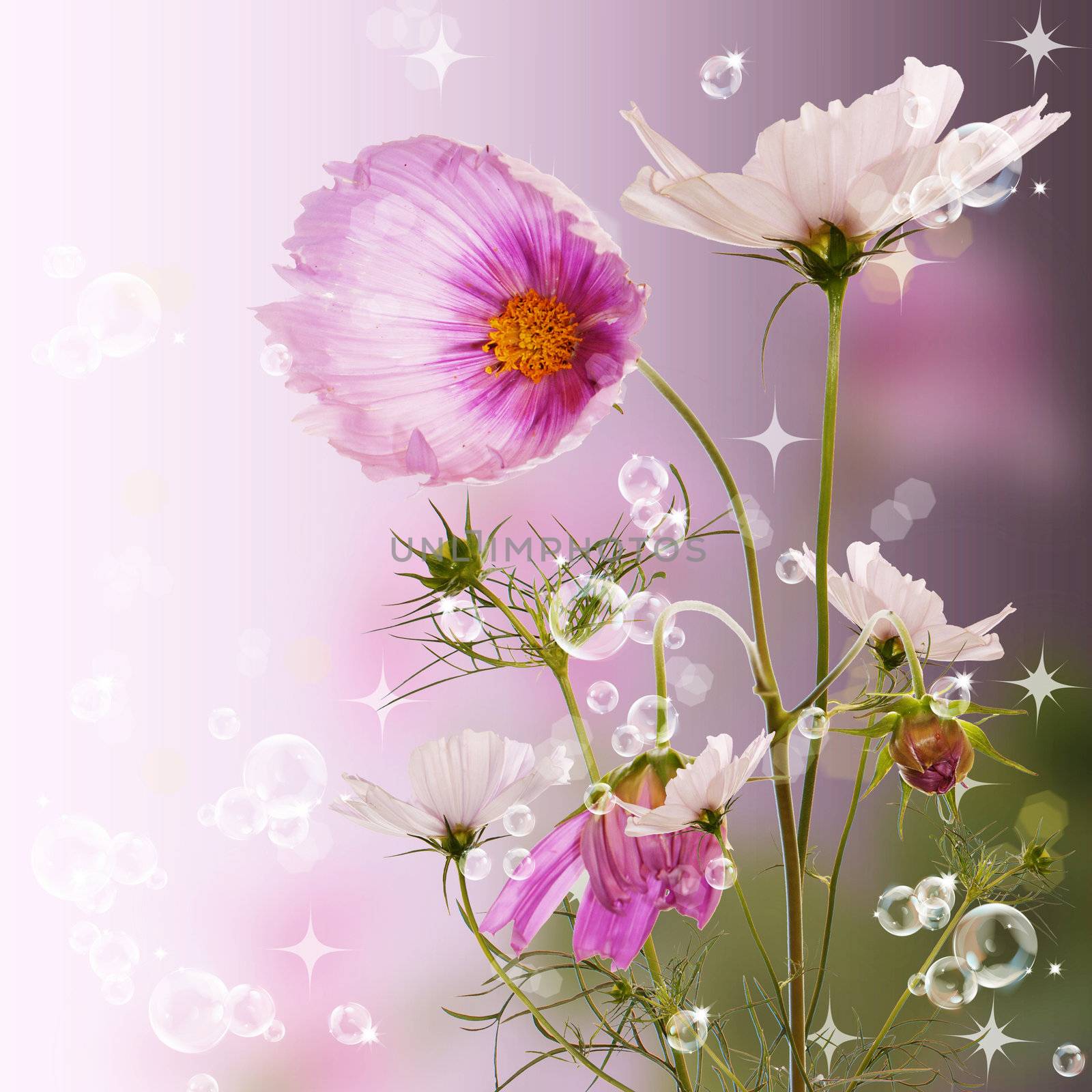 Beautiful garden flowers. Flora design by sergey150770SV