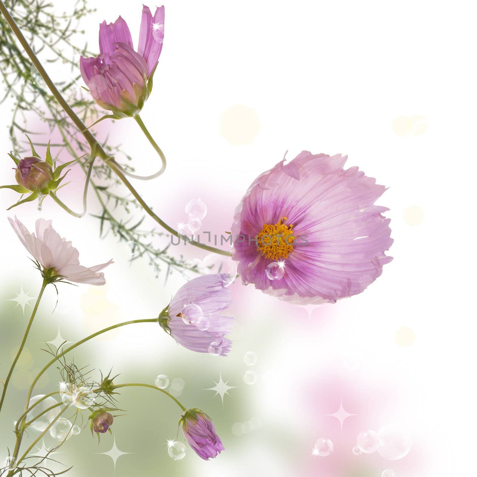 Garden spring flowers by sergey150770SV