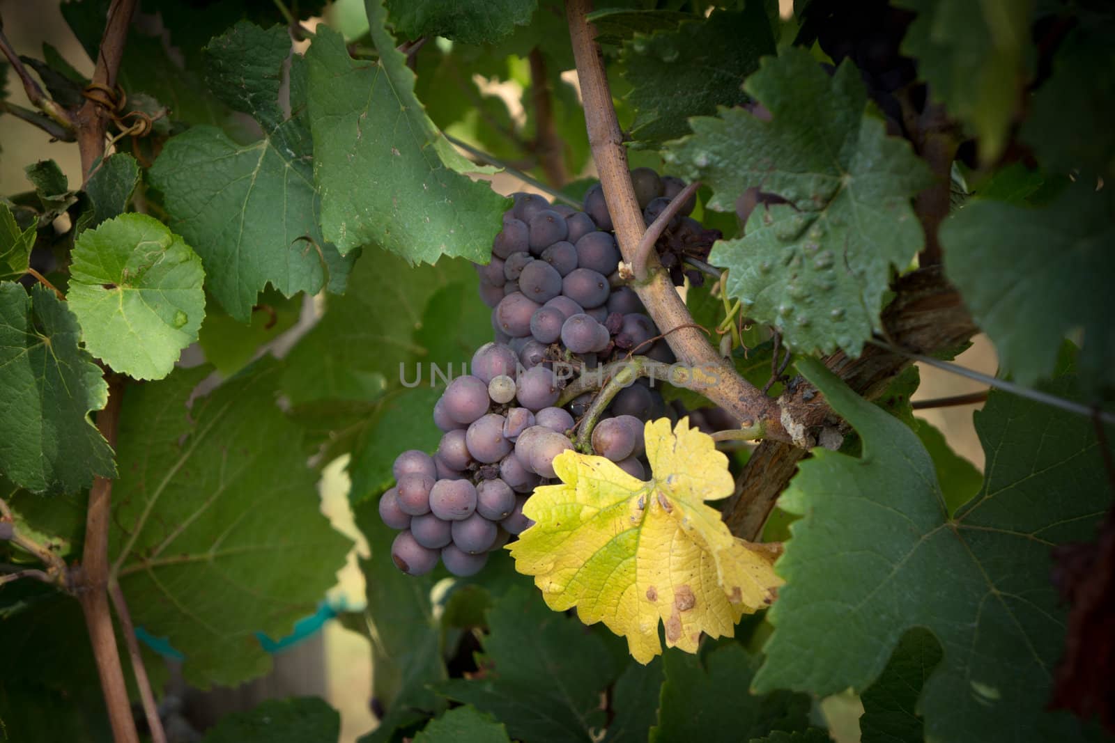 Red grapes on the vine